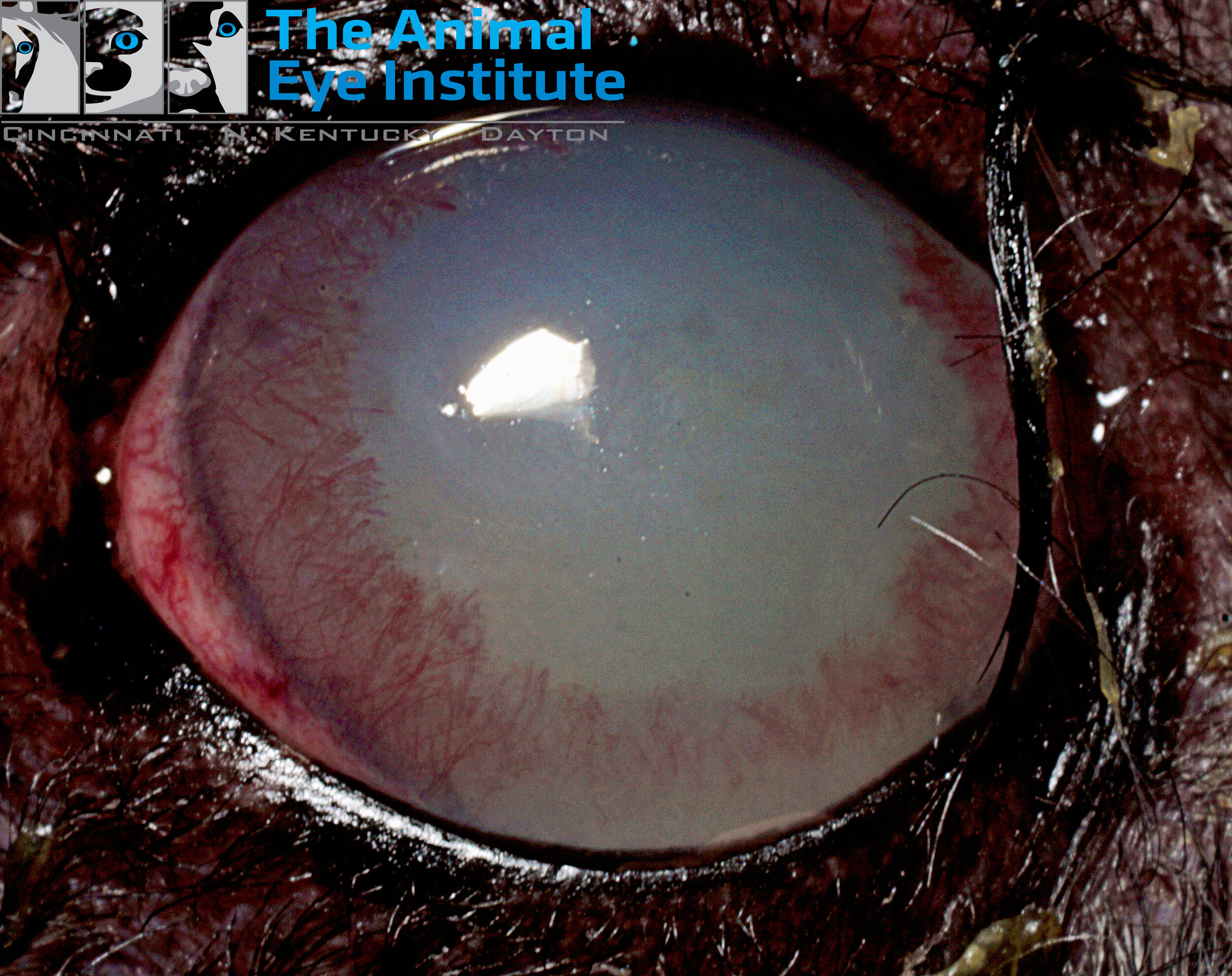K9 Cataract Diabetes Phacoclastic Uveitis Glaucoma Mitsy McQuiston 2 5.28.14 copy.jpg