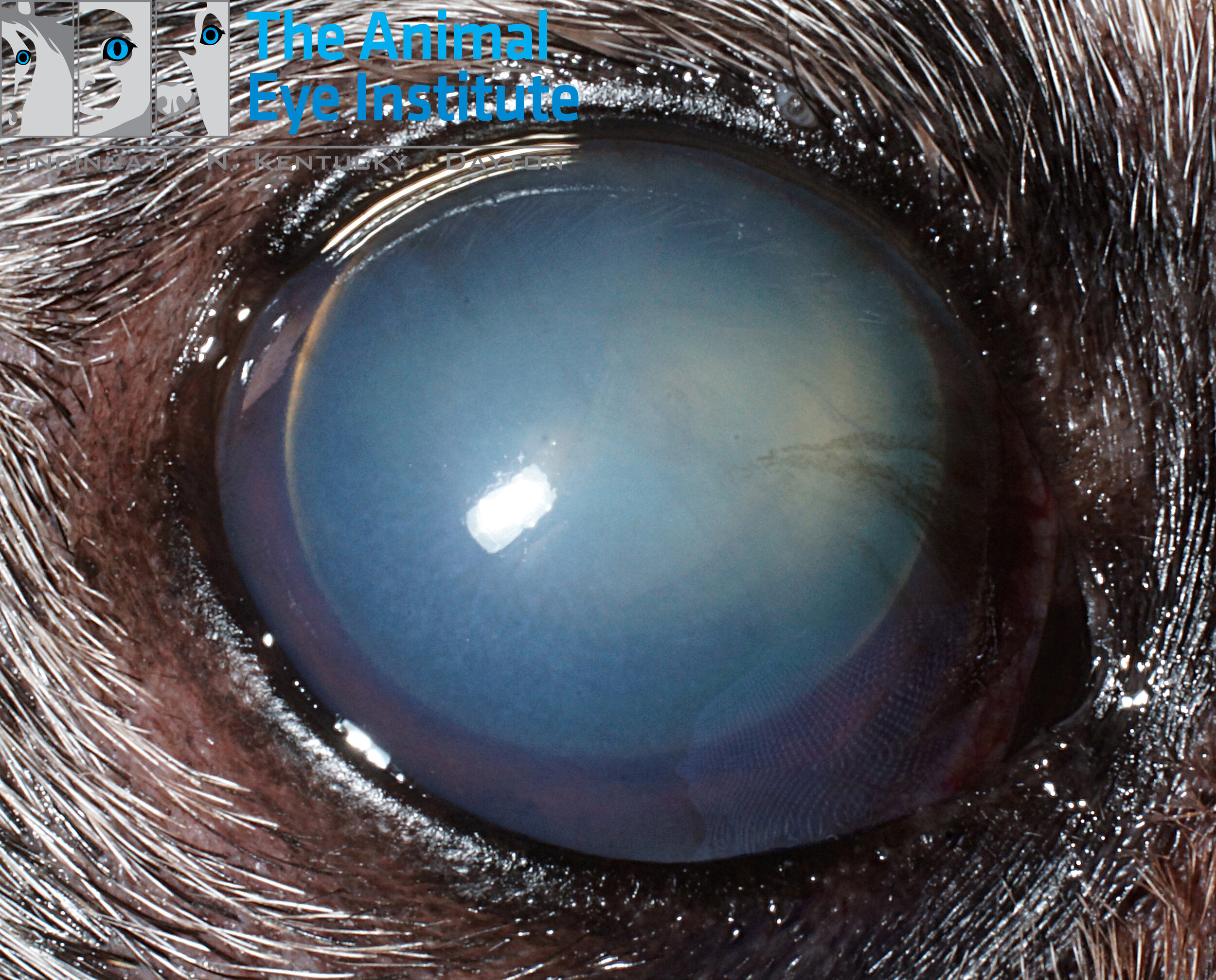 K9 Anterior Lens Luxation Glaucoma Buttons Parker 2.28.14 copy.jpg