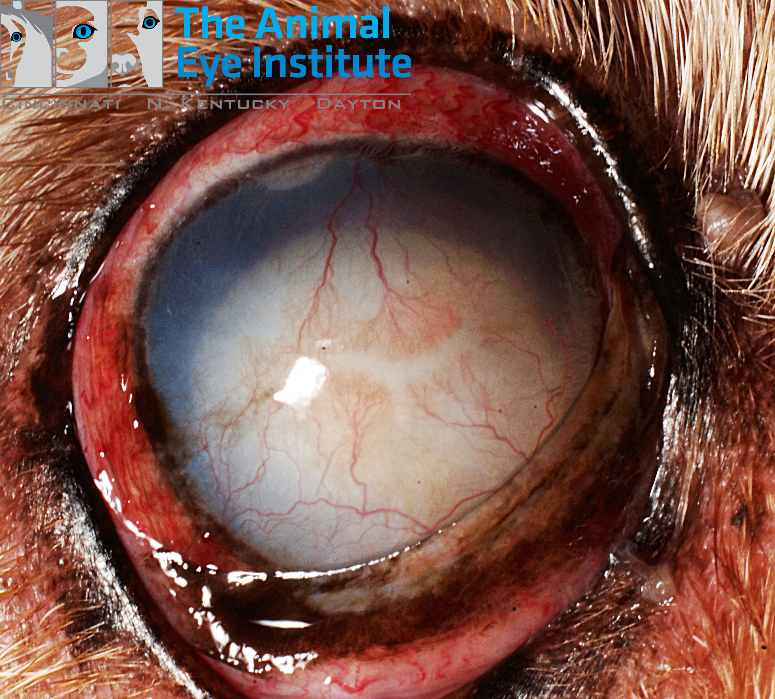 K9 Anterior Lens Luxation Cataract Glaucoma Keratitis Mandy Froehlich 4.29.14 copy.jpg