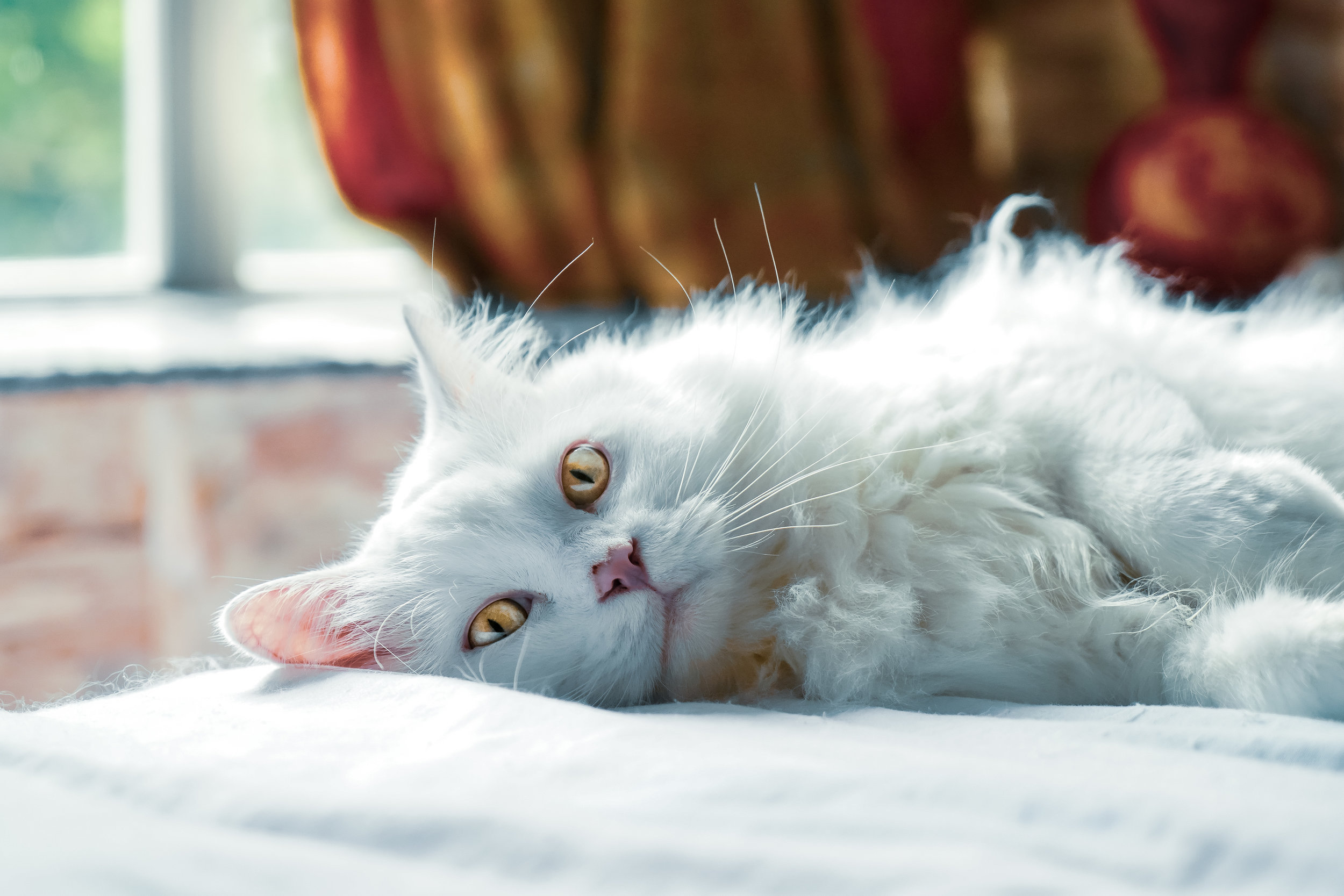 What You Need To Know About Feline Herpes Virus Vet Candy What You Need To Know About Feline Herpes Virus Vet Candy