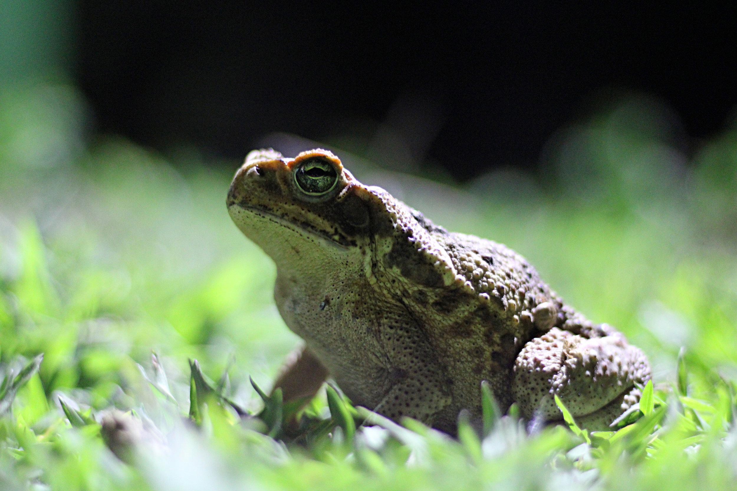When frogs die off, snake diversity plummets