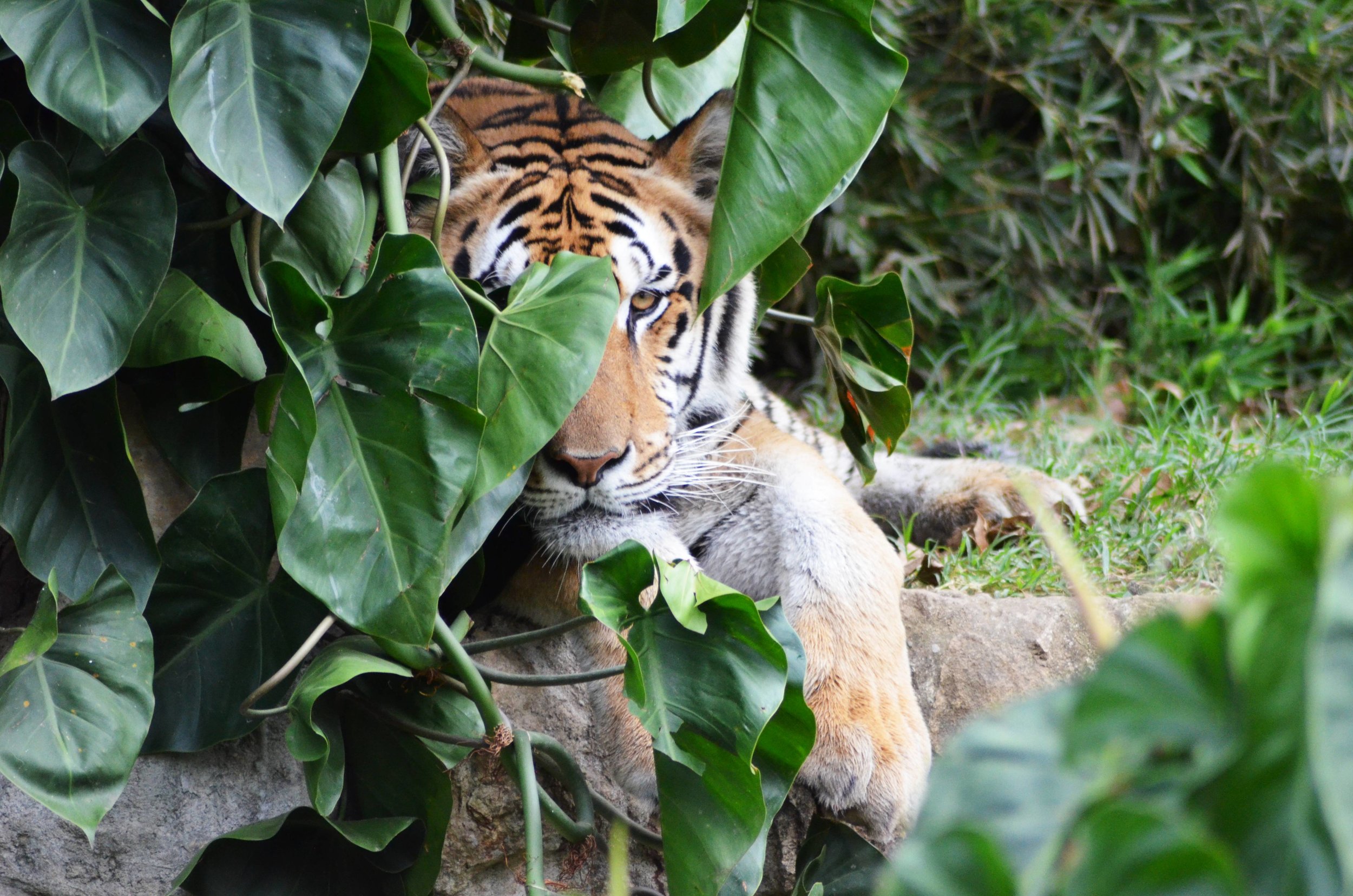 Digital cameras to film exotic wildlife to extract their cardiopulmonary signals