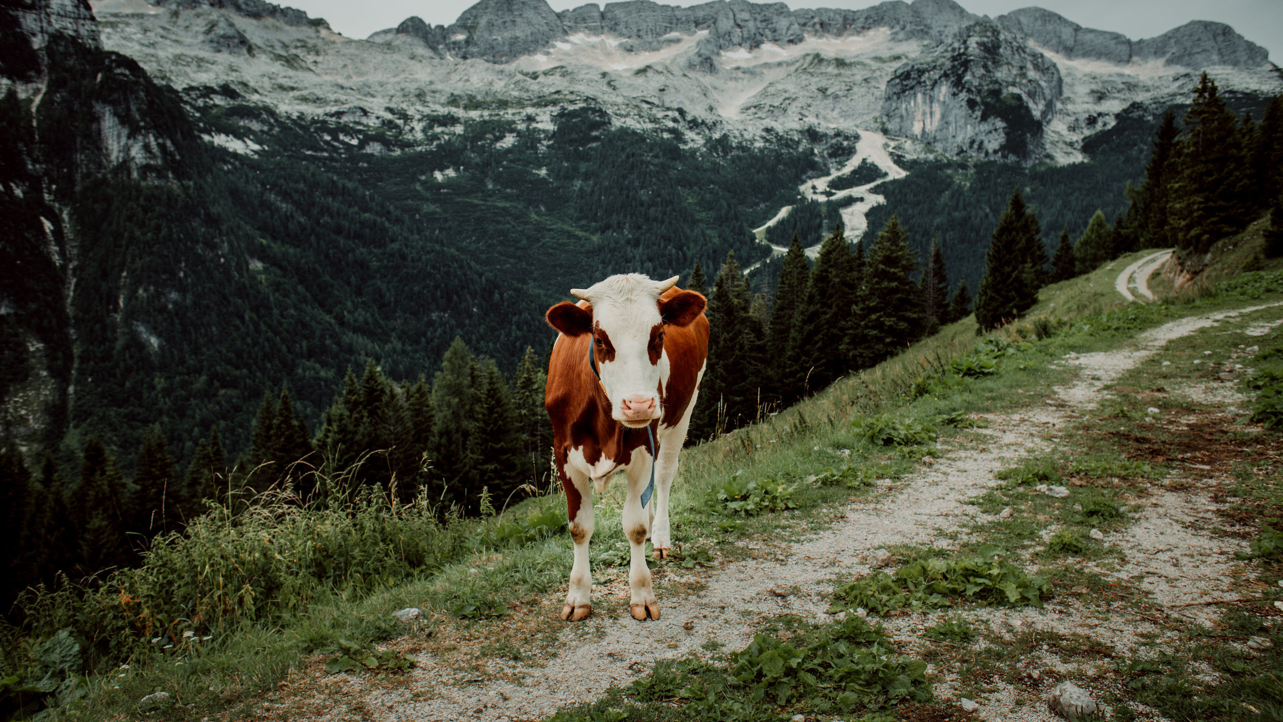 Disease transmission from wildlife to livestock is a common threat