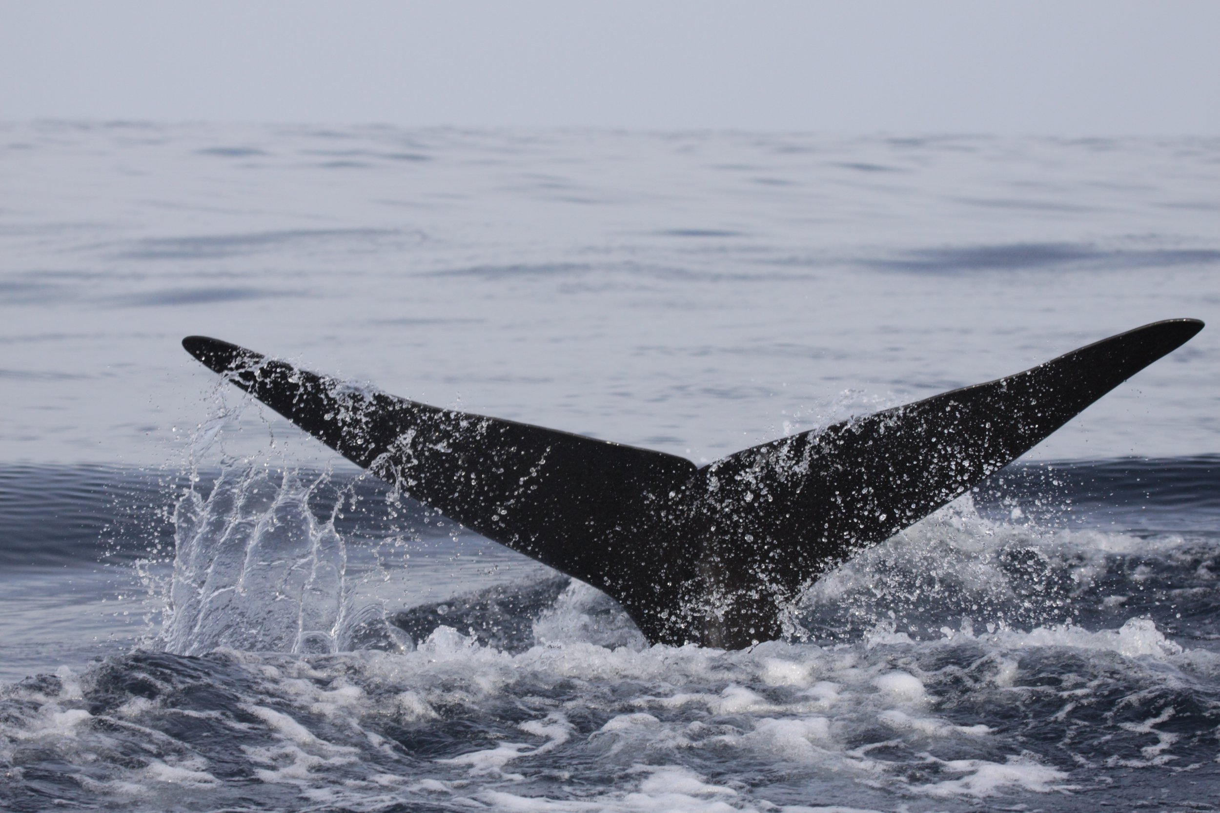 Whales coordinate deep dives to evade predators