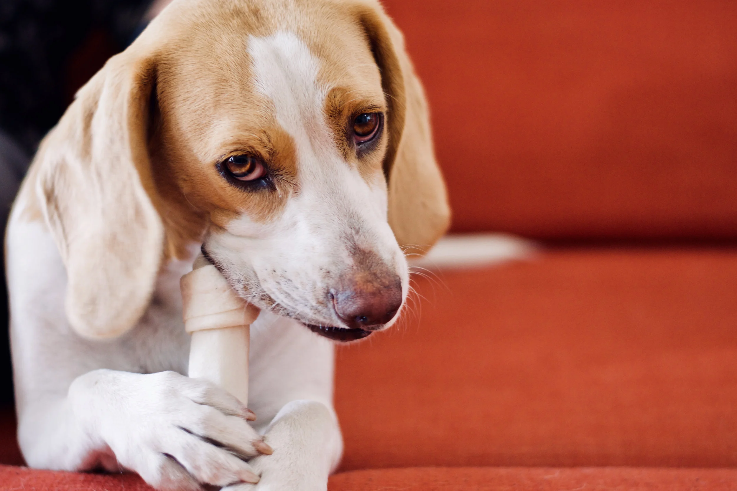 Evaluation of teeth injuries in dogs chewing on beef bones