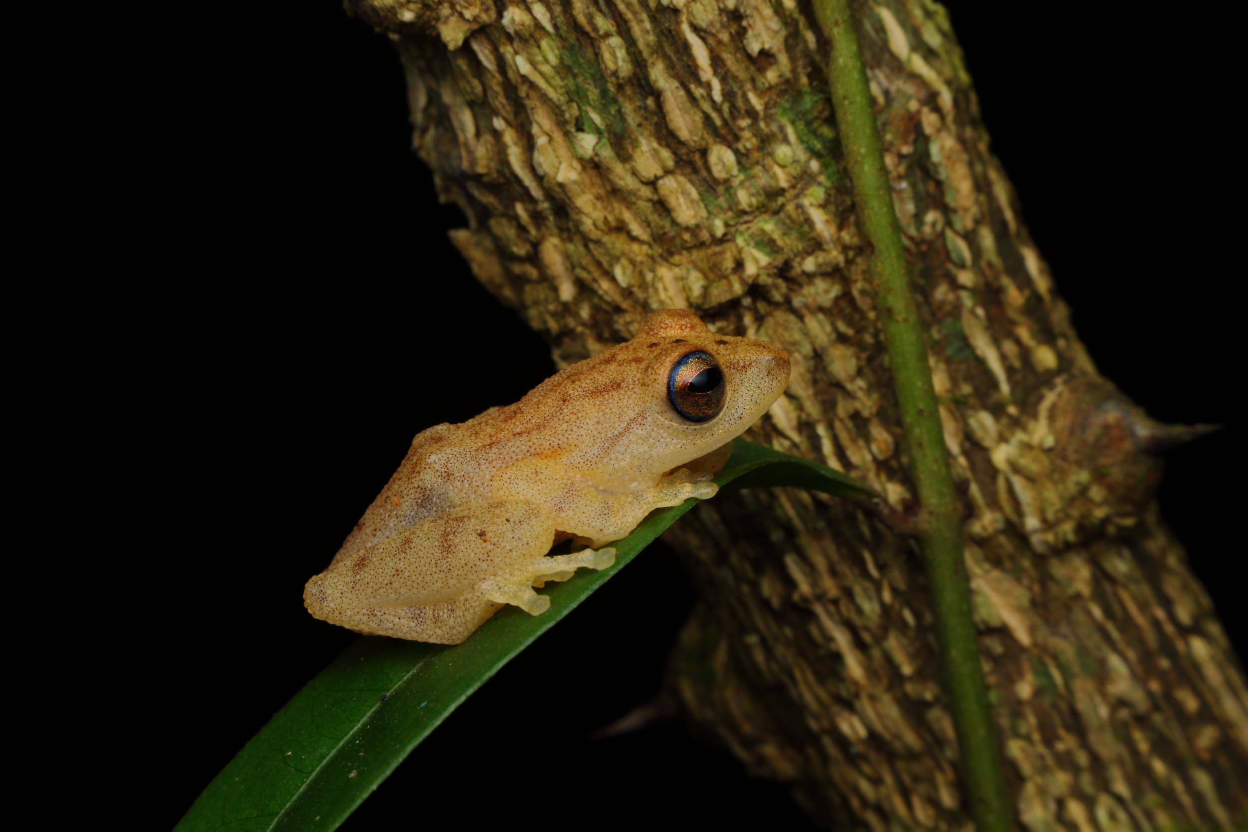 Biofluorescence may be widespread among amphibians