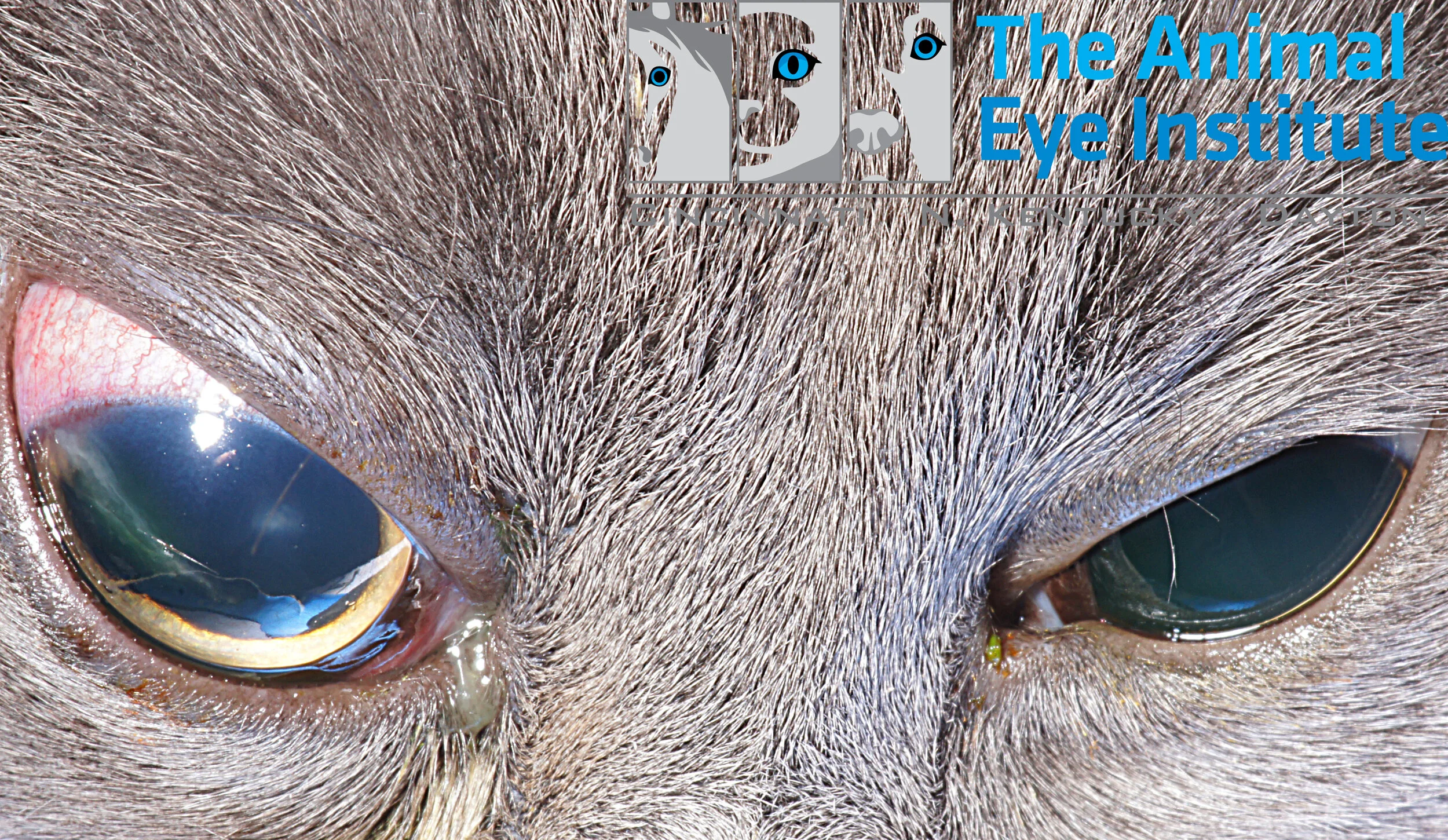 Exopthalmos in pets