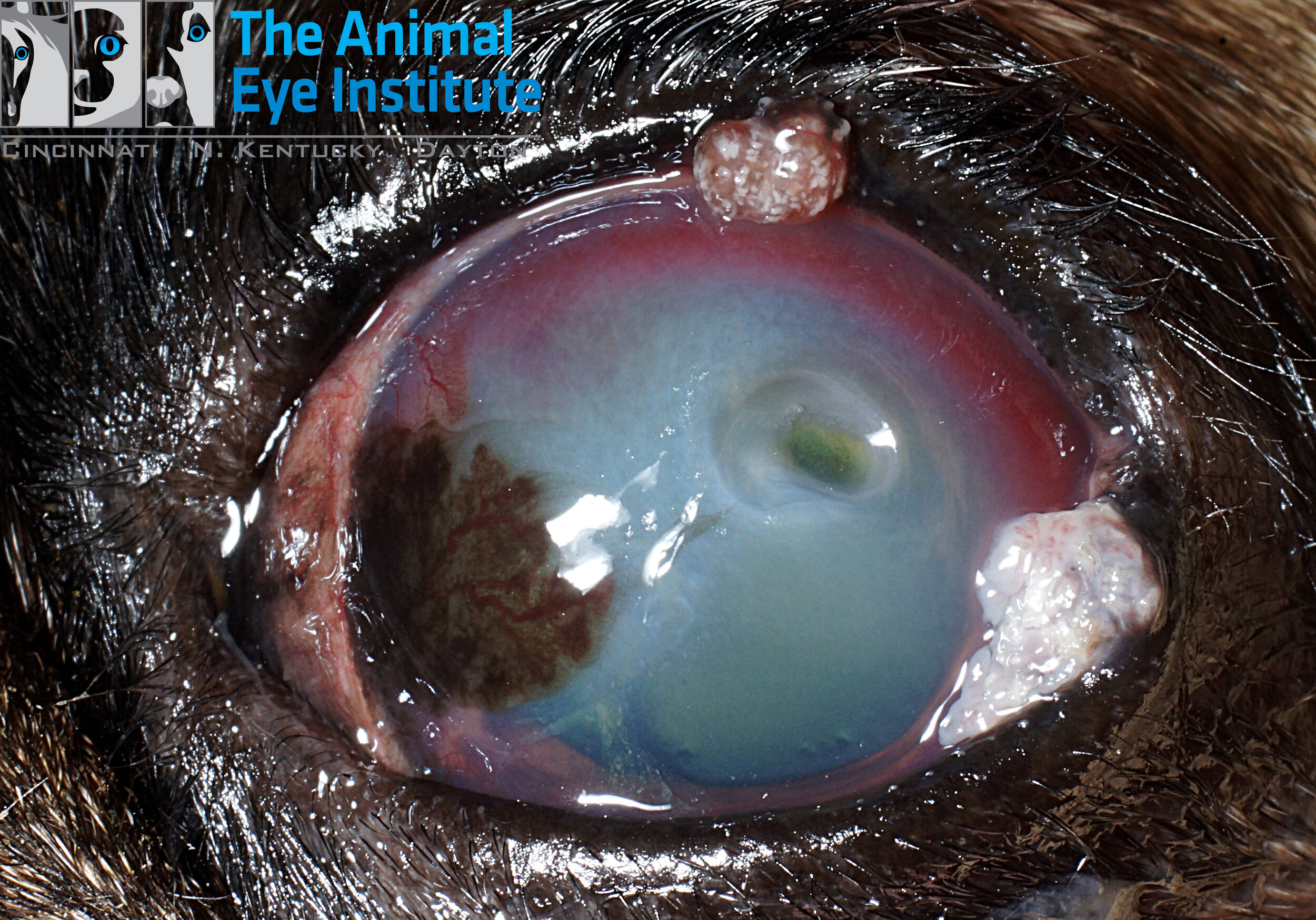 K9 Descemetocele Eyelid Masses Pigmentary Keratitis Chloe Ballow 7.17.13 copy.jpg