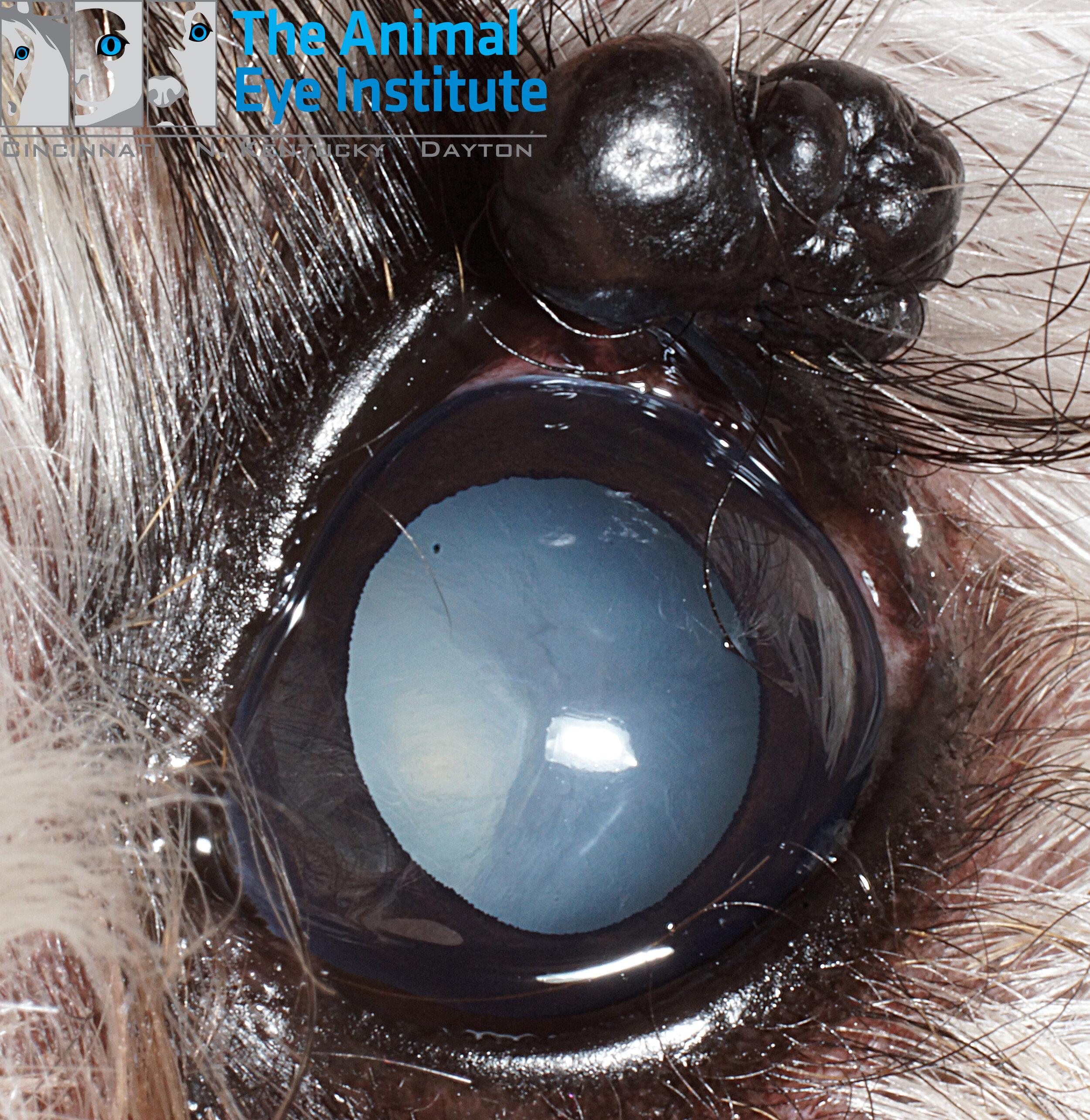 K9 Cataract Eyelid Mass Cassie Vaughn 1.18.14 copy.jpg