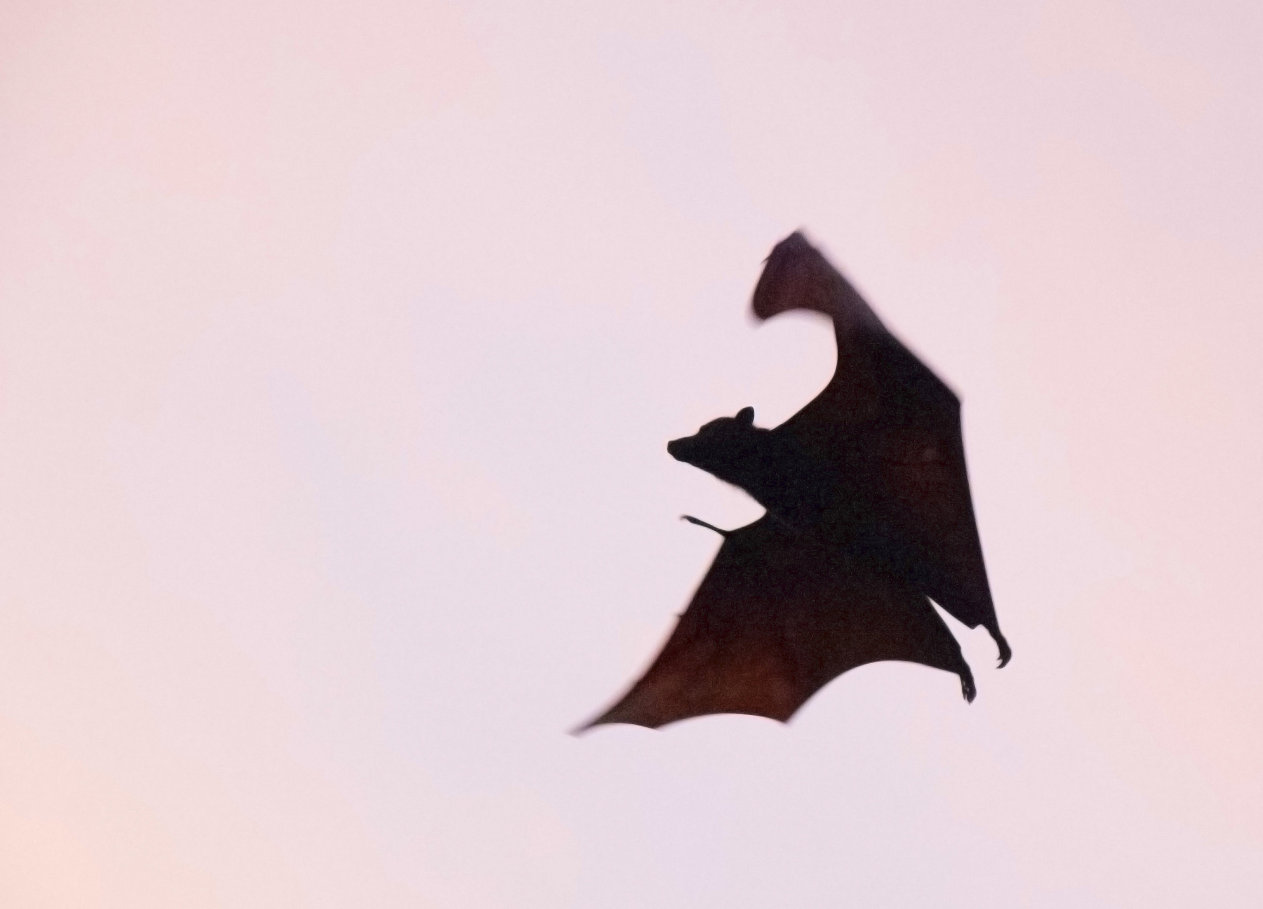 Illness won't stop vampire bat moms from caring for their offspring