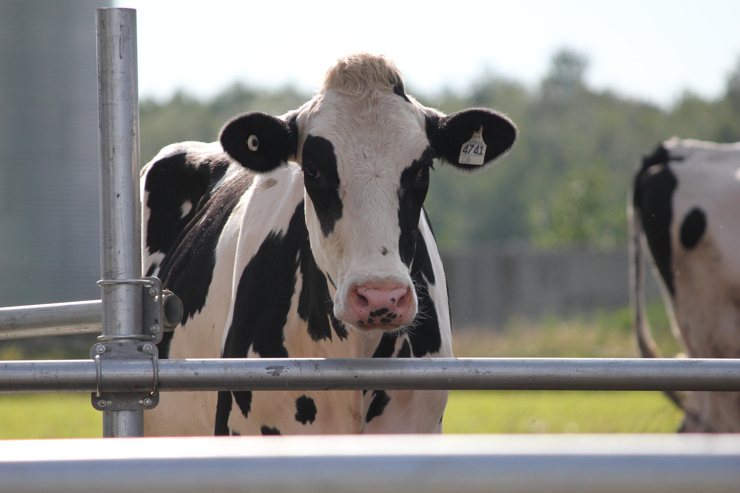 Machine learning could improve the diagnosis of mastitis infections in cows