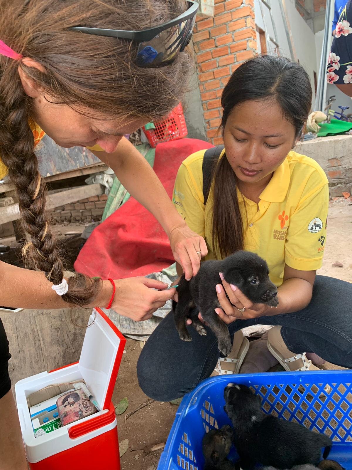 Mission Rabies volunteers vaccinating a dog in Cambodia 2019.jpeg