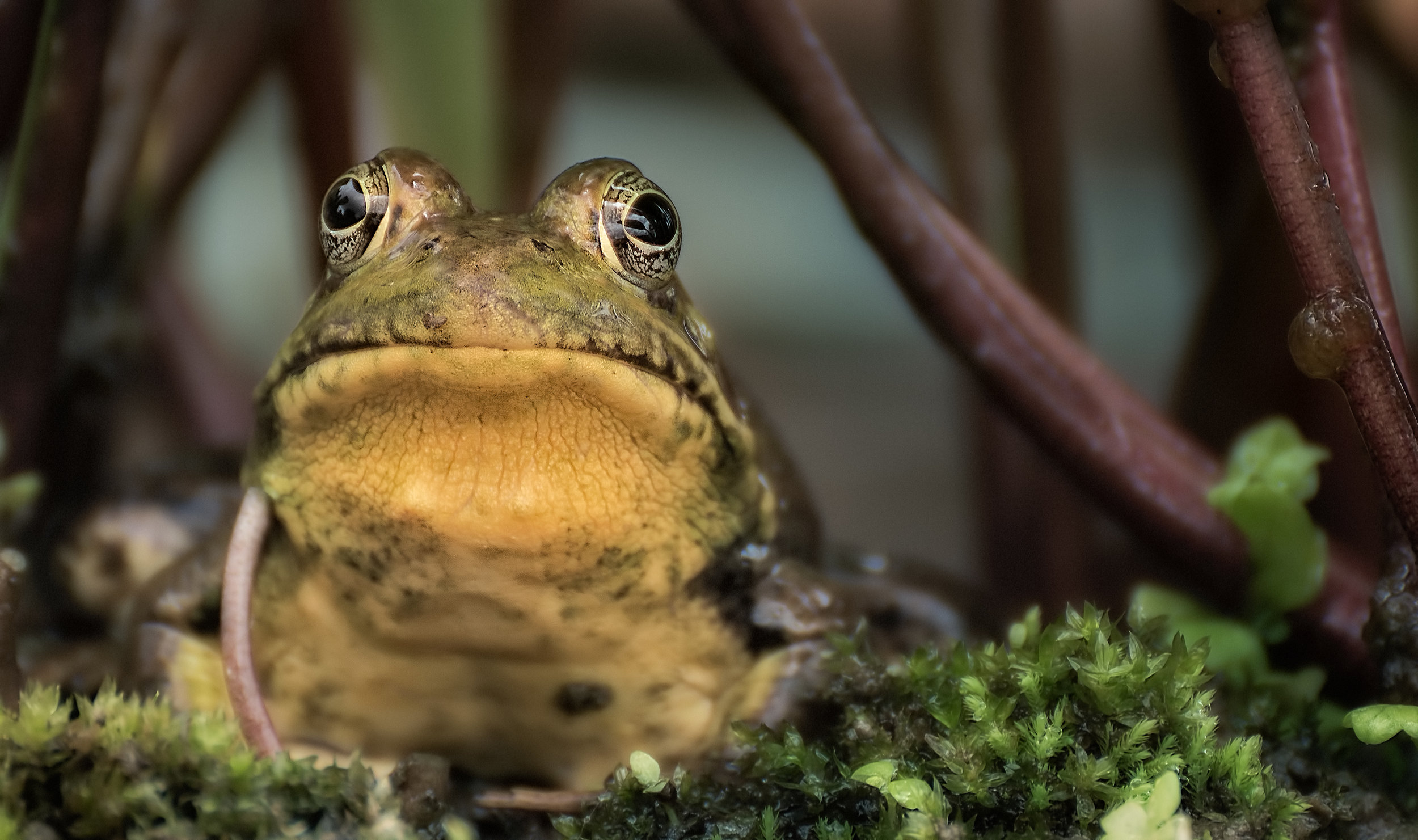 How and why some frogs evolved extreme heads