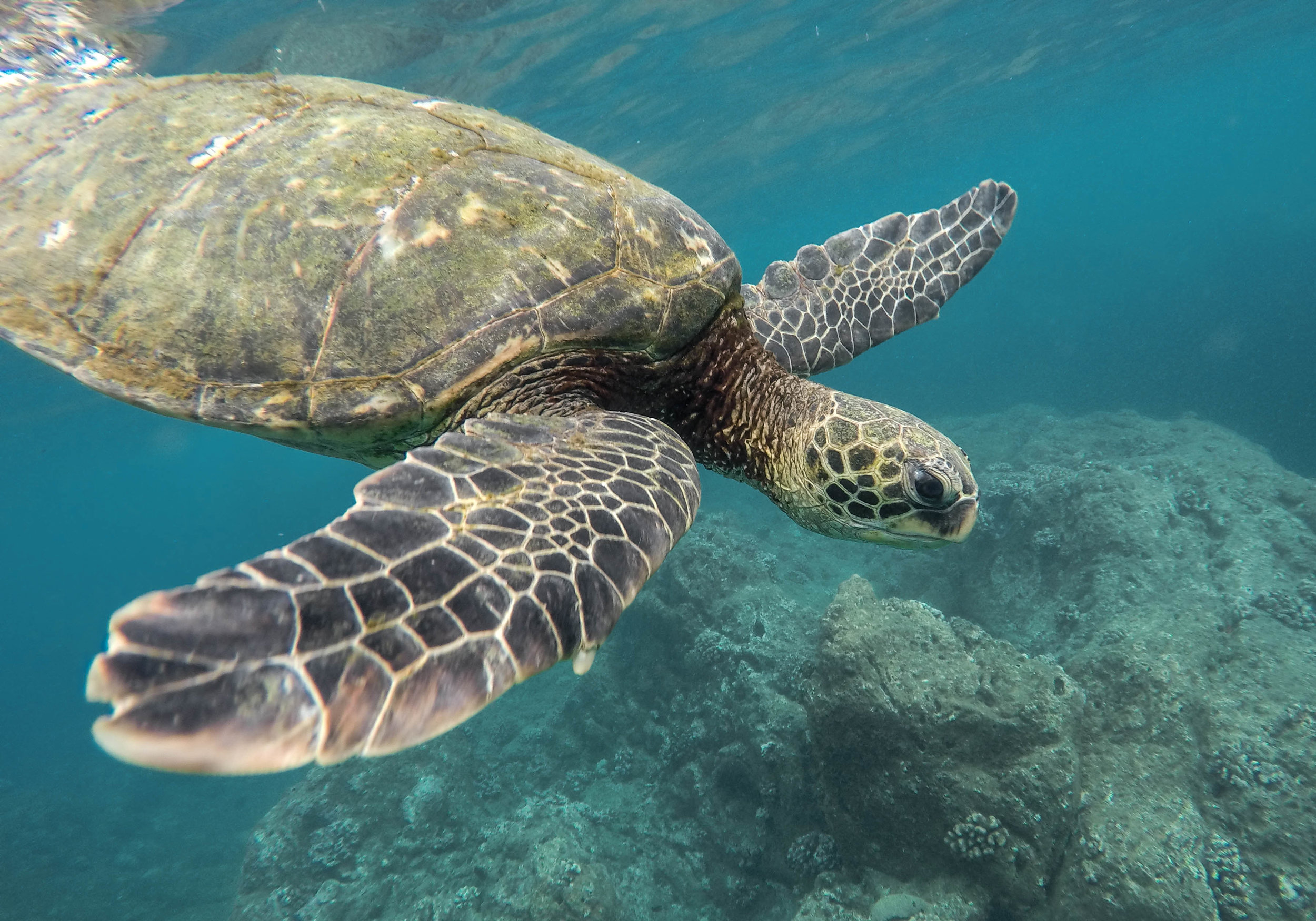 Landmark study concludes marine life can be rebuilt by 2050