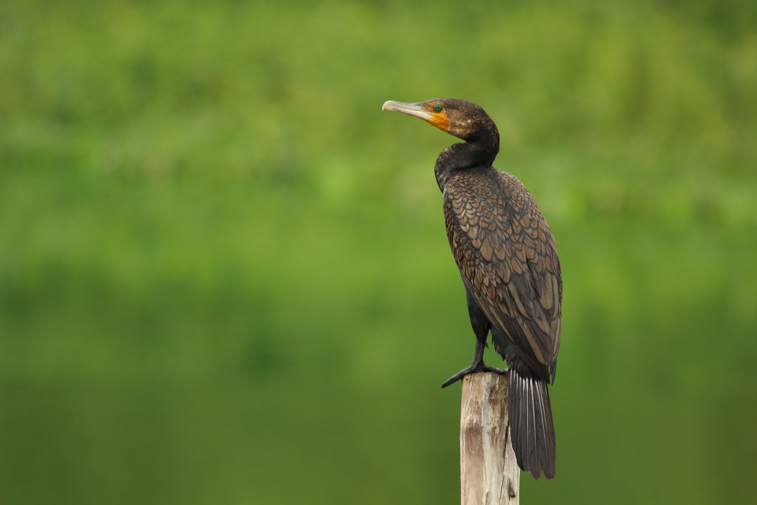 Surprising hearing talents in cormorants