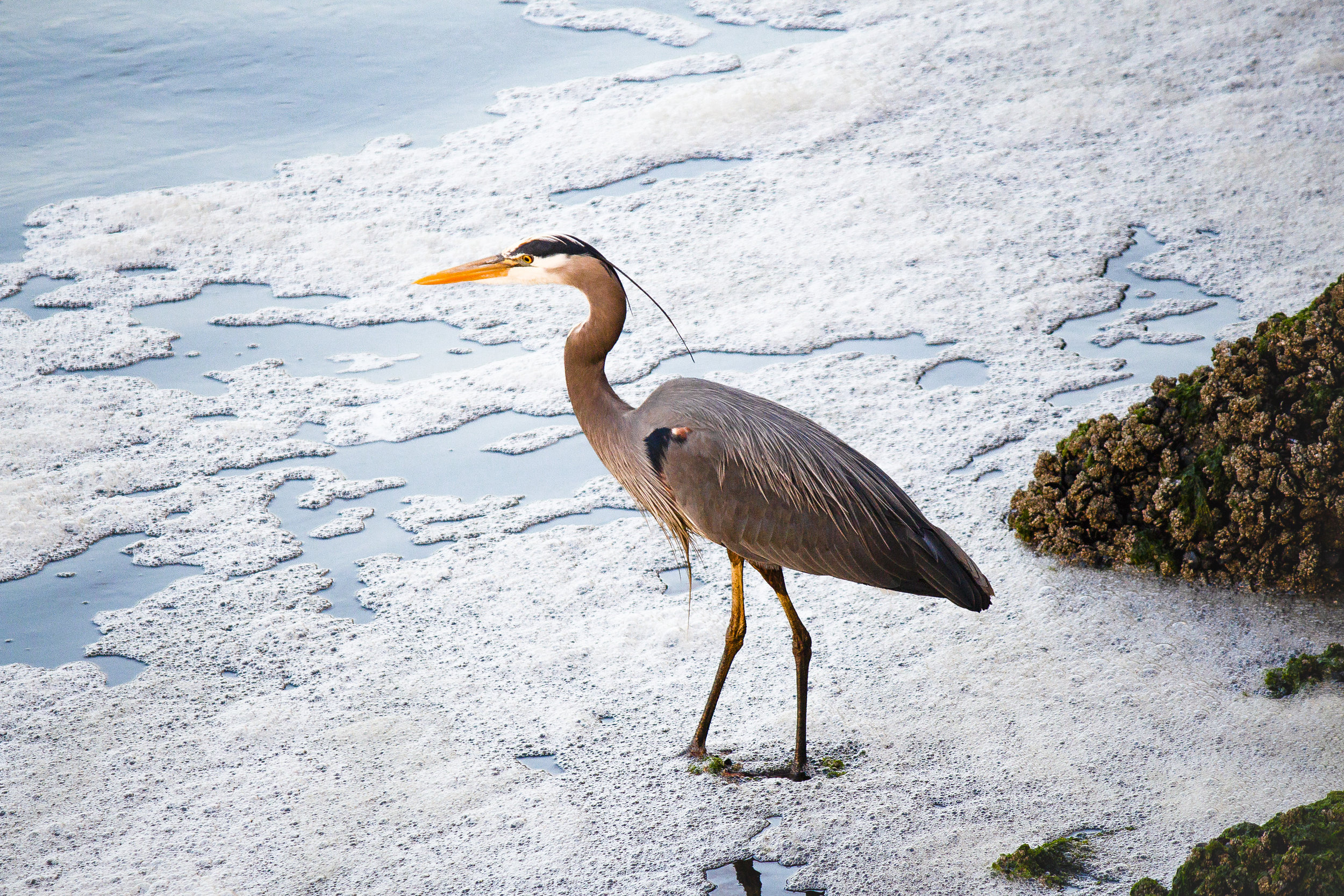 Innovative birds are less vulnerable to extinction