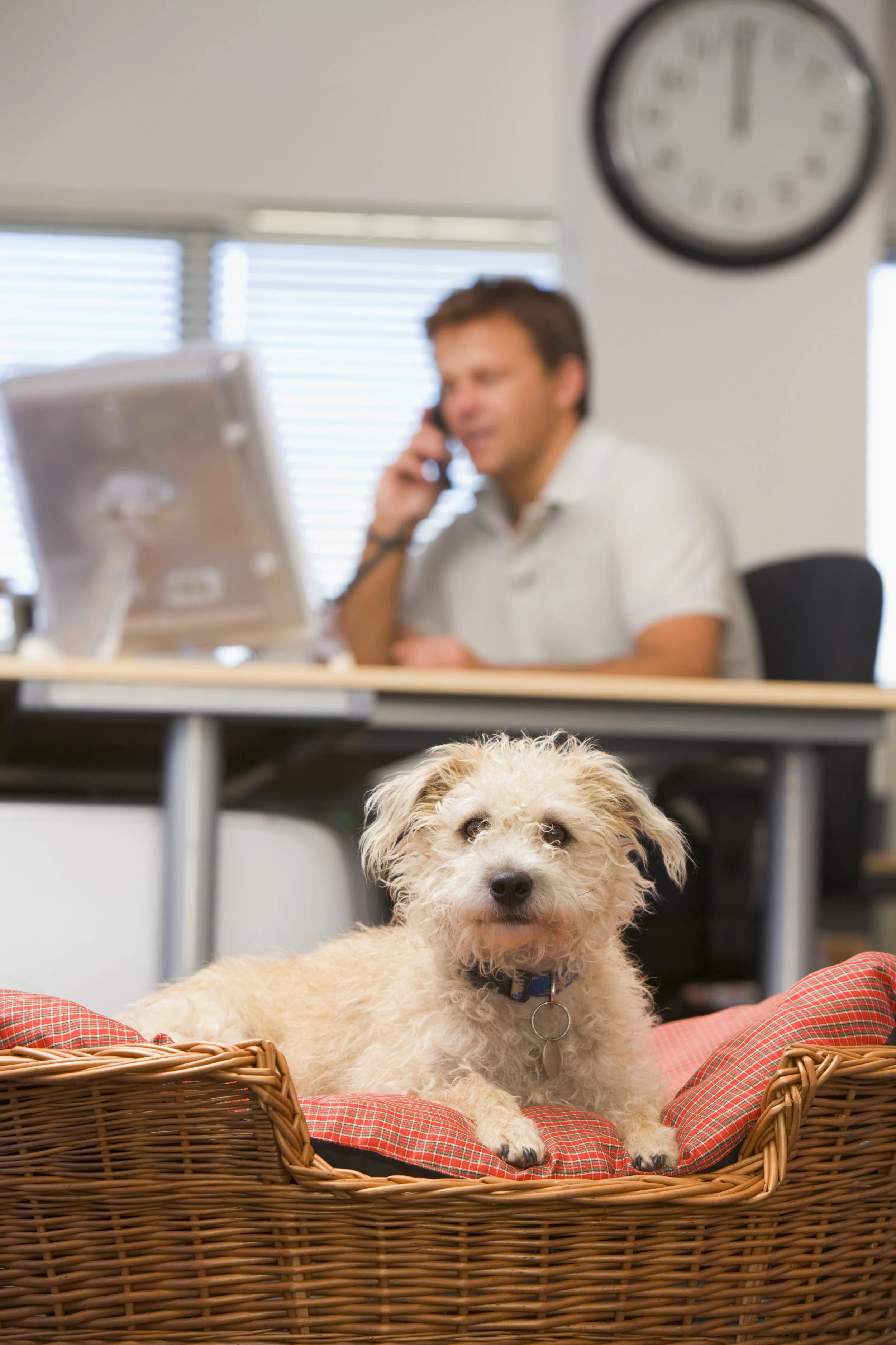 Why bringing your dog to work can be great for (almost) everyone