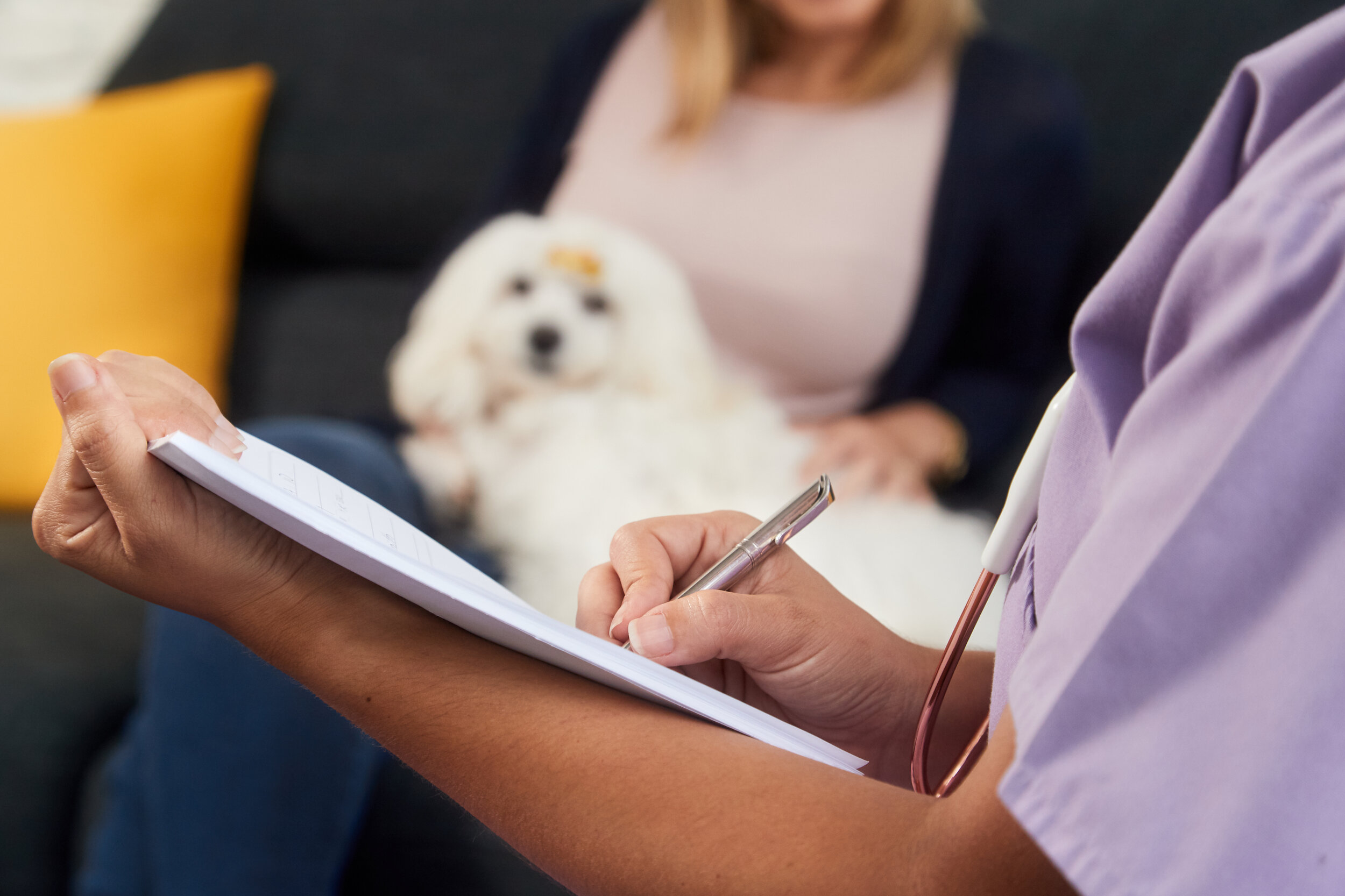 ACVIM consensus statement guidelines for pulmonary hypertension in dogs.