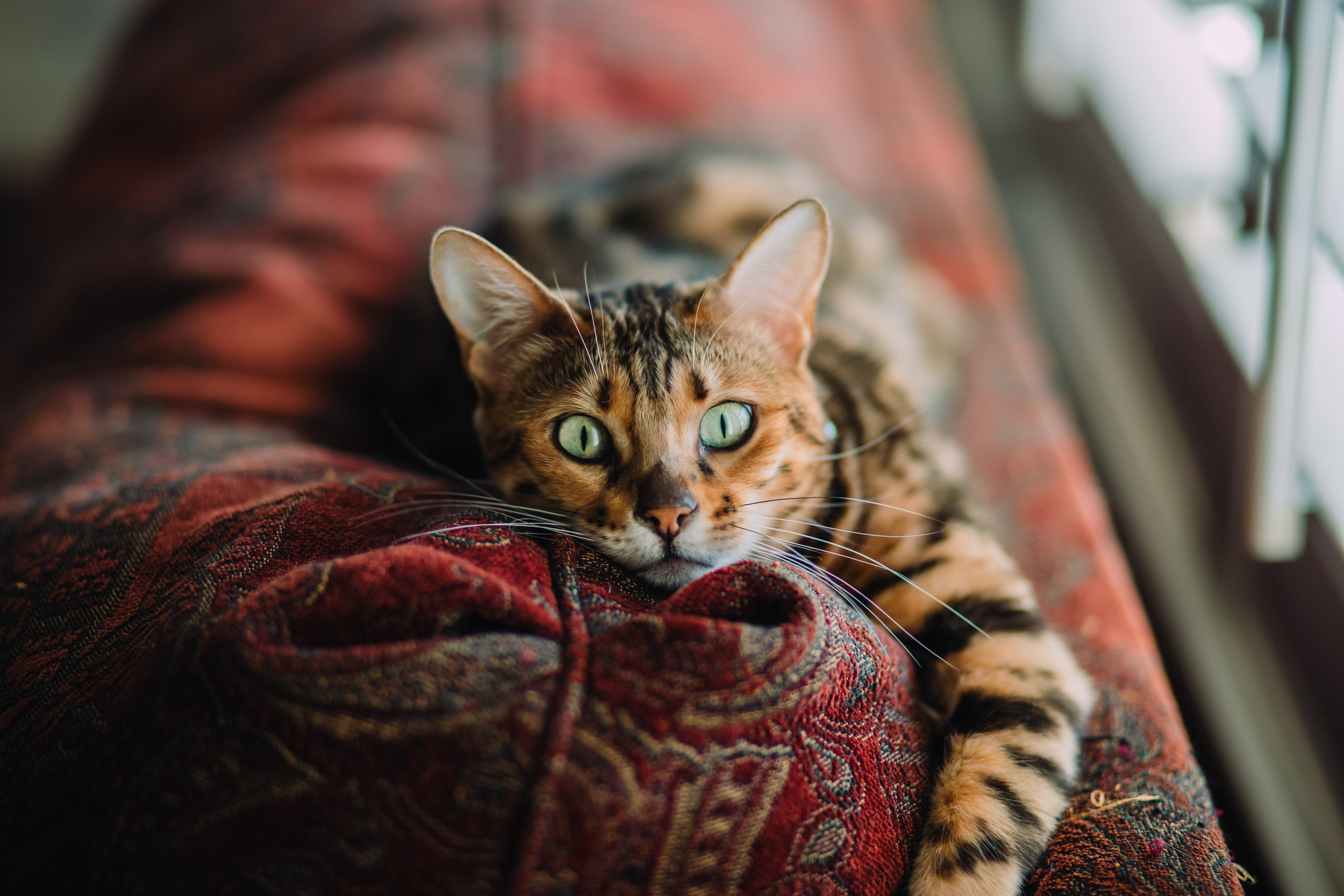Salivary neoplasia in dogs and cats: 1996-2017