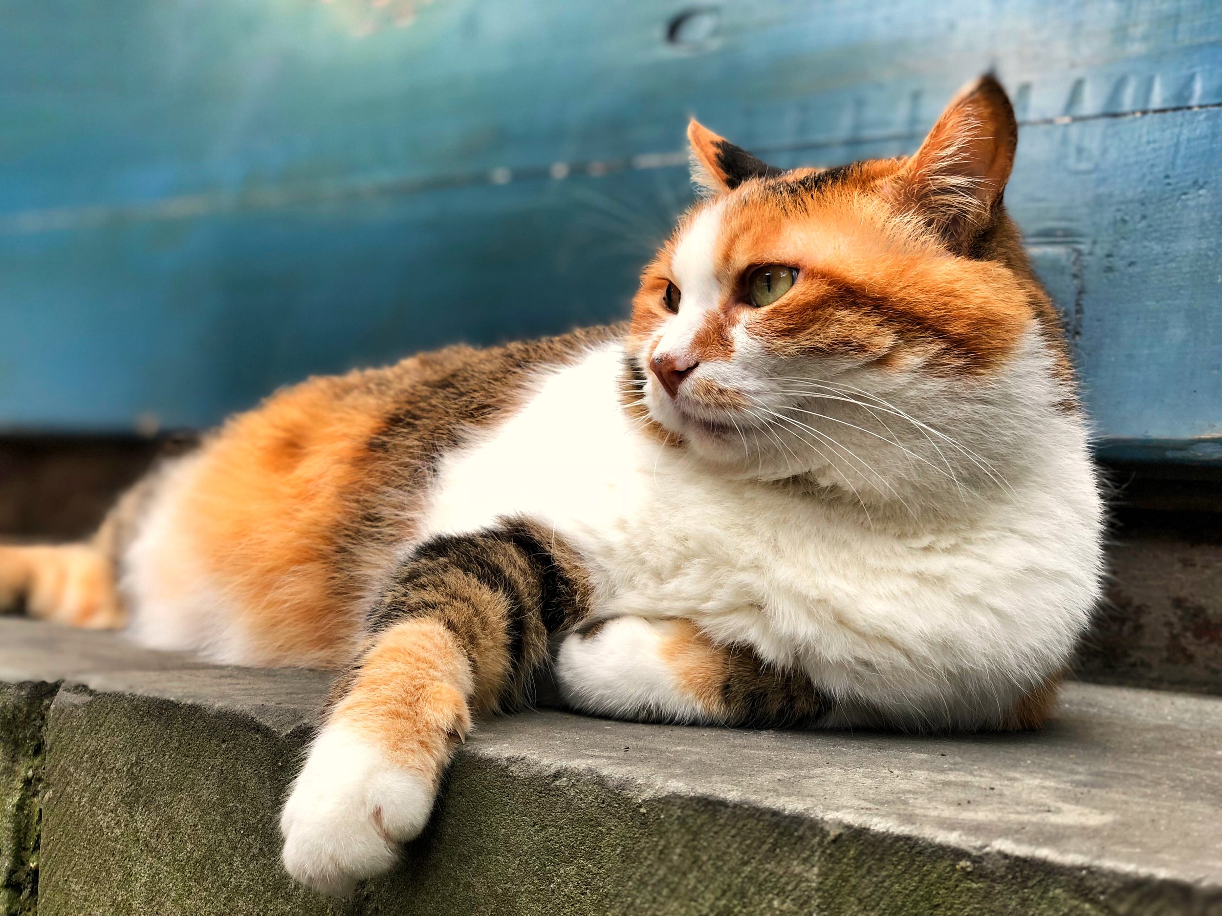 Outcome of cats with congenital extrahepatic portosystemic shunts treated with film band attenuation. 