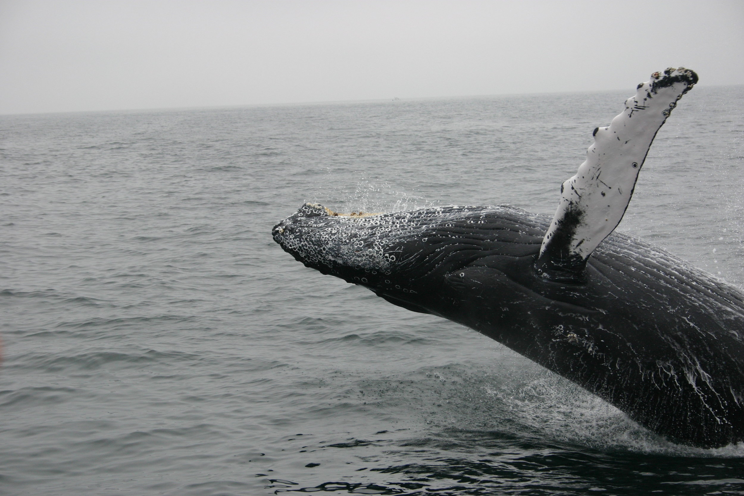 Three years of monitoring of Oregon's gray whales shows changes in health