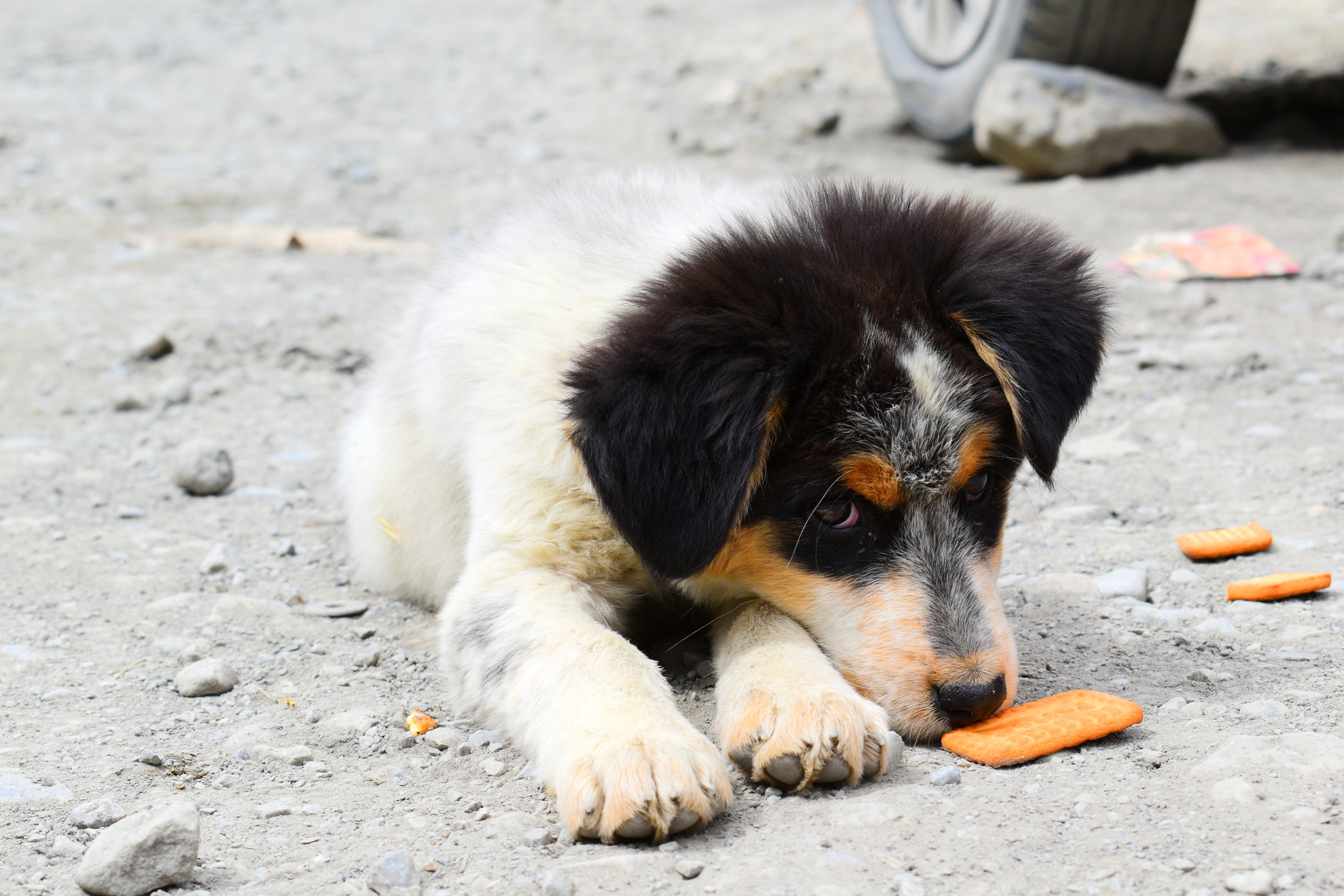 Epileptic seizures triggered by eating in&nbsp;dogs