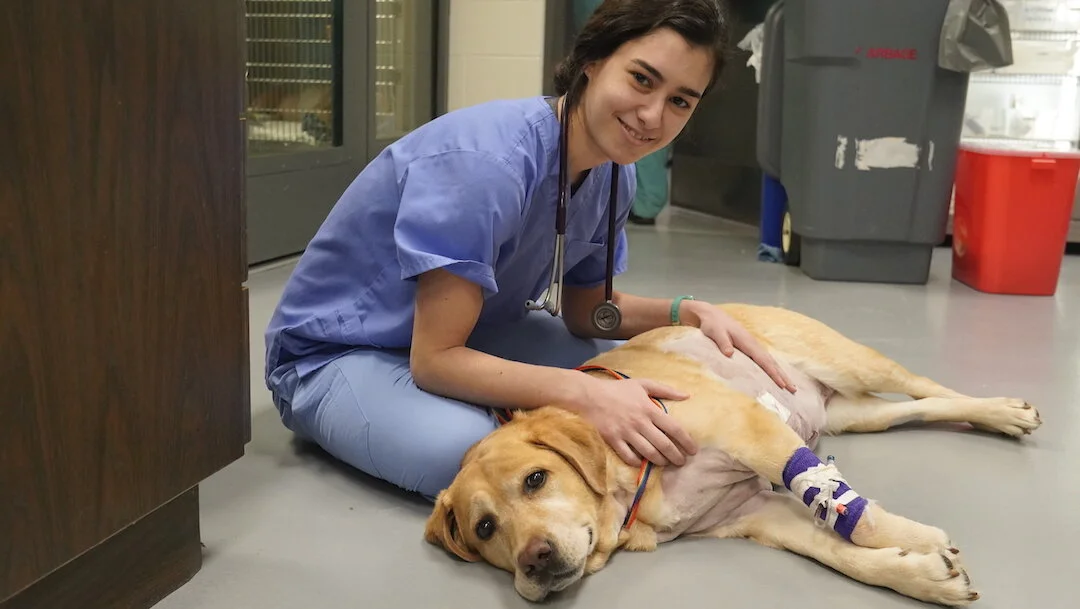 Veterinarians, physicians team up to tackle rare canine open-heart surgery