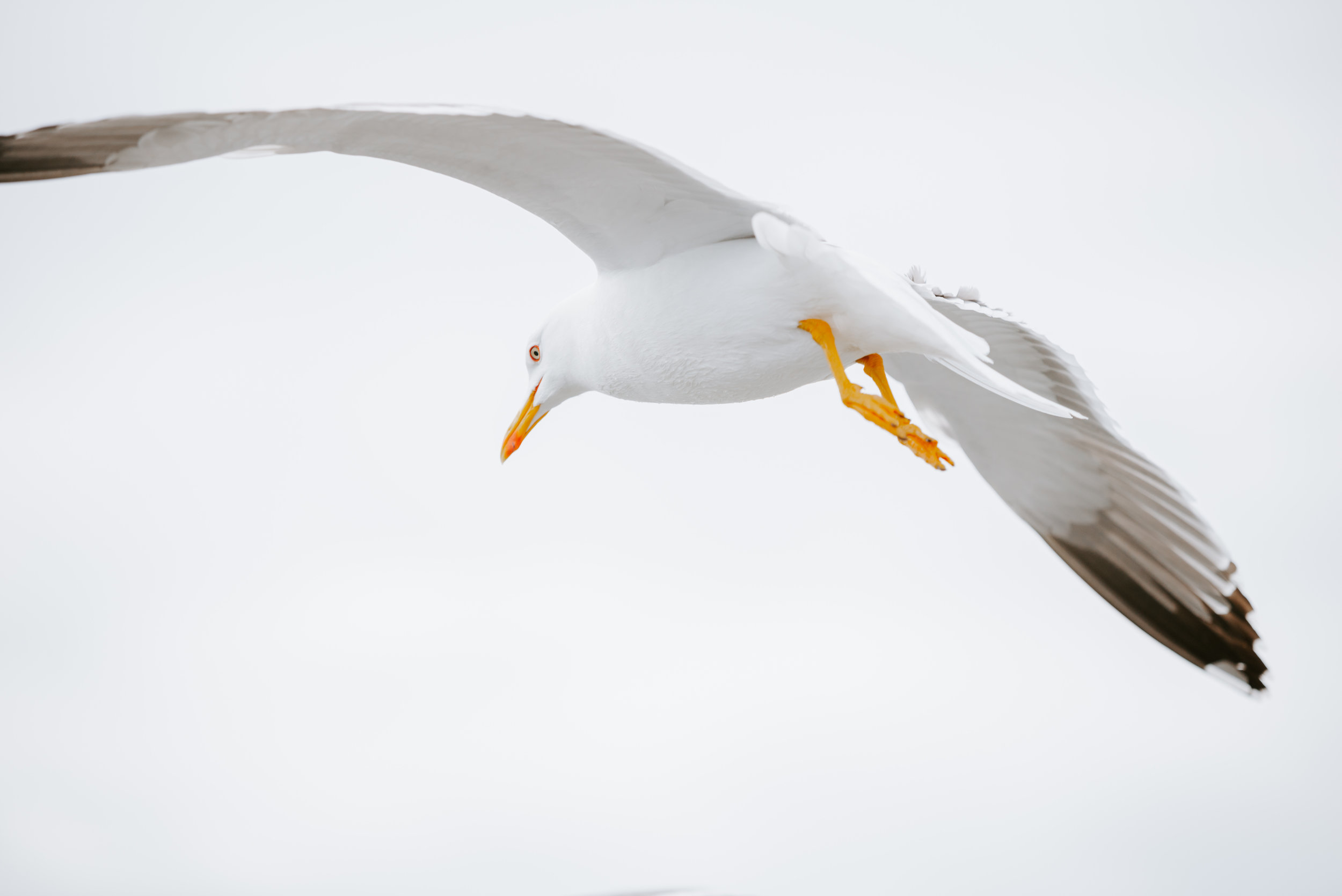 Yellow-legged gull adapts its annual lifecycle to human activities to get food