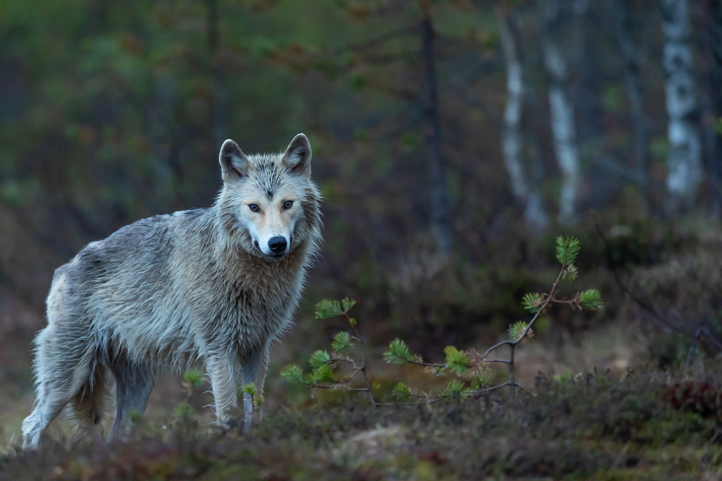 New freeze-resistant trichinella species discovered in wolverines