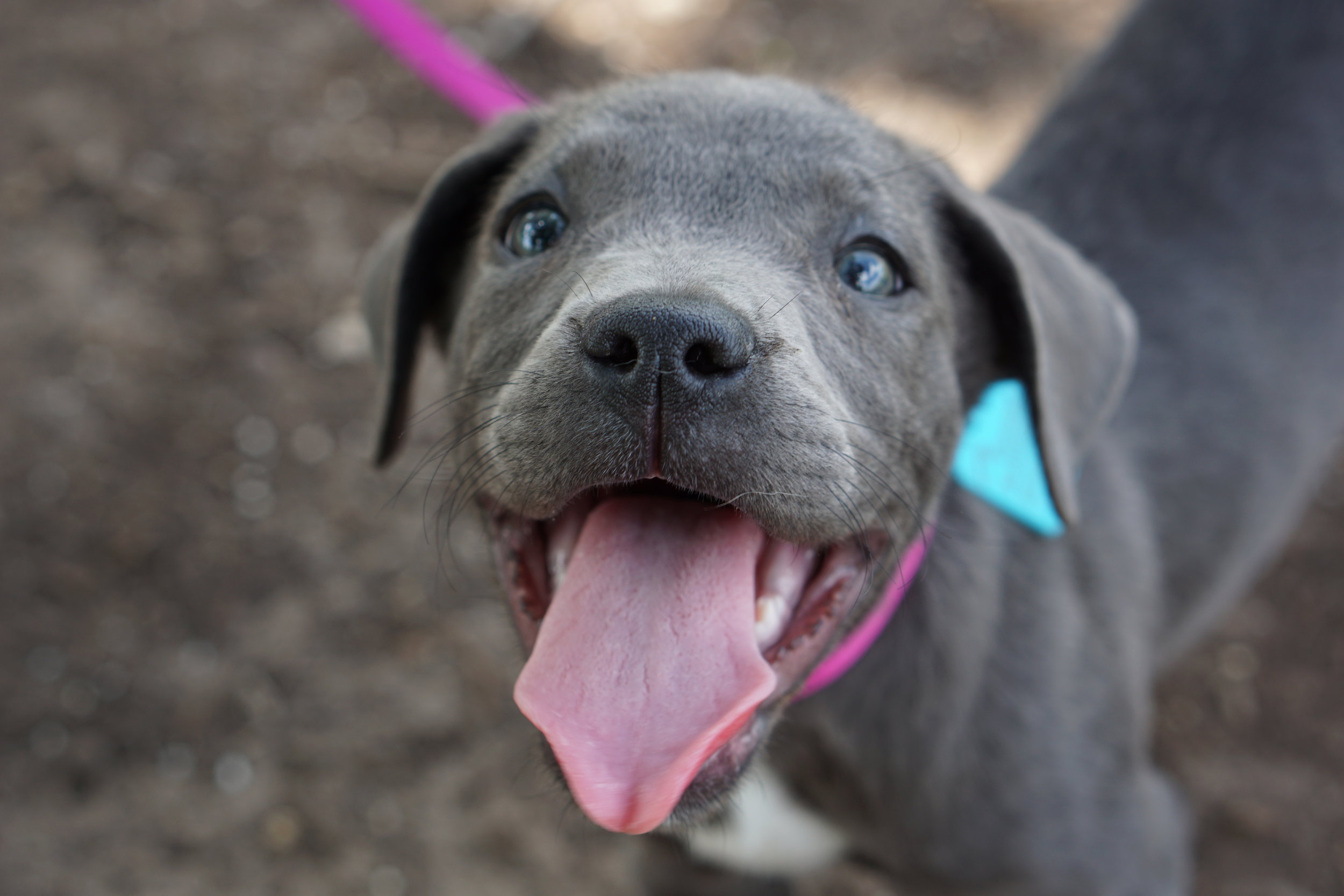 What you need to know about infectious respiratory disease in dogs