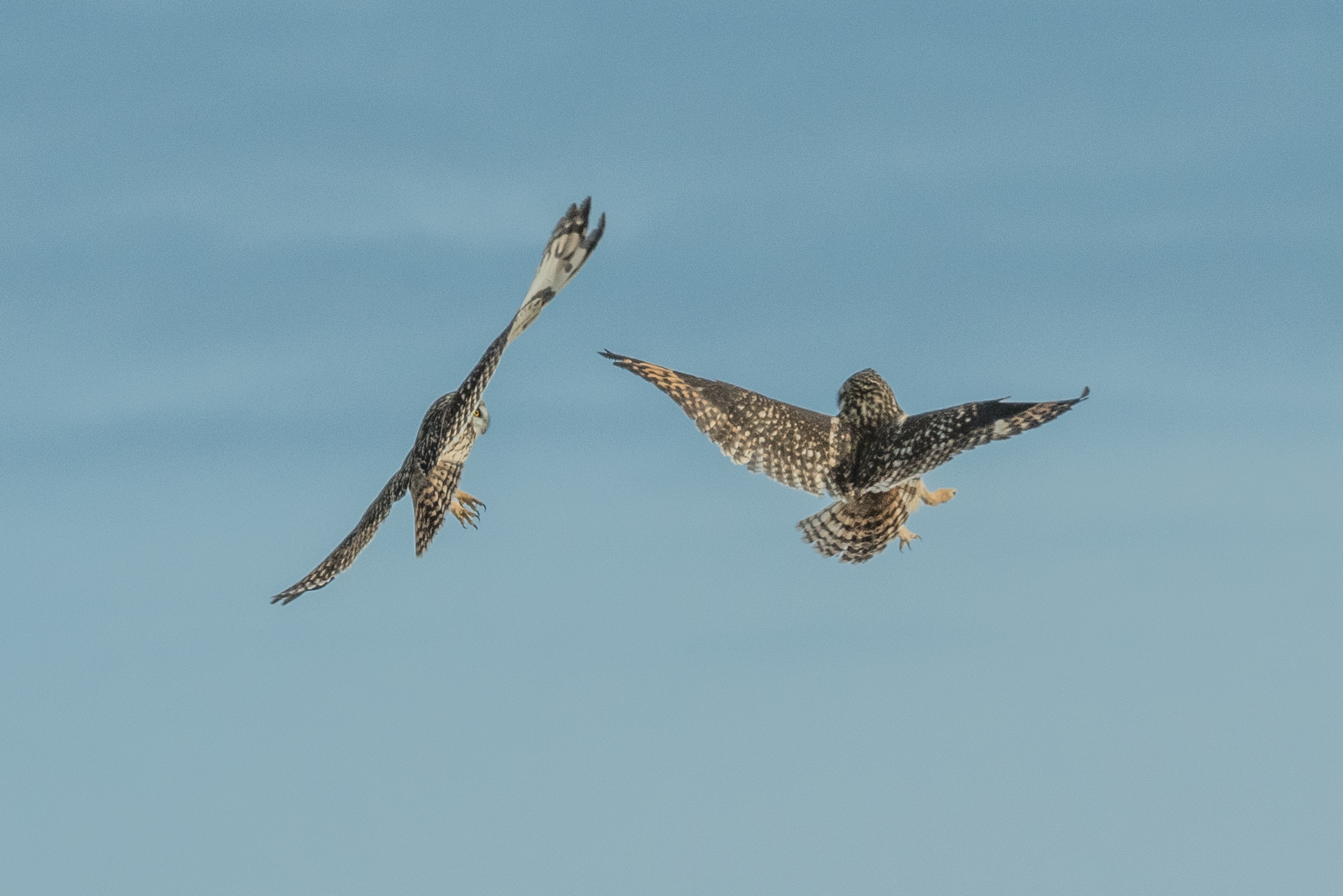 Hunting threatens one of the world's most amazing wildlife migrations