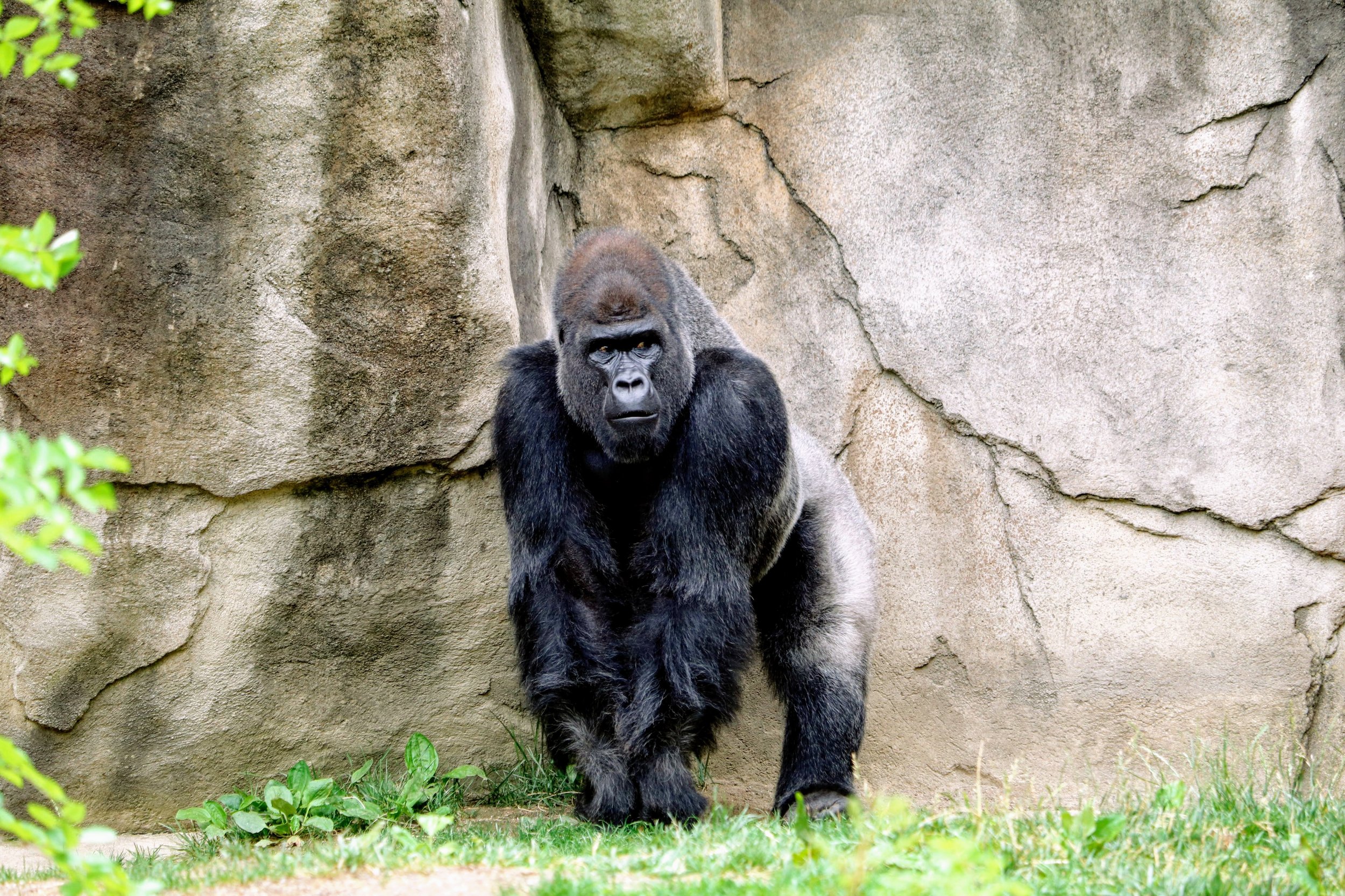 The genome of chimpanzees and gorillas could help to better understand human tumors