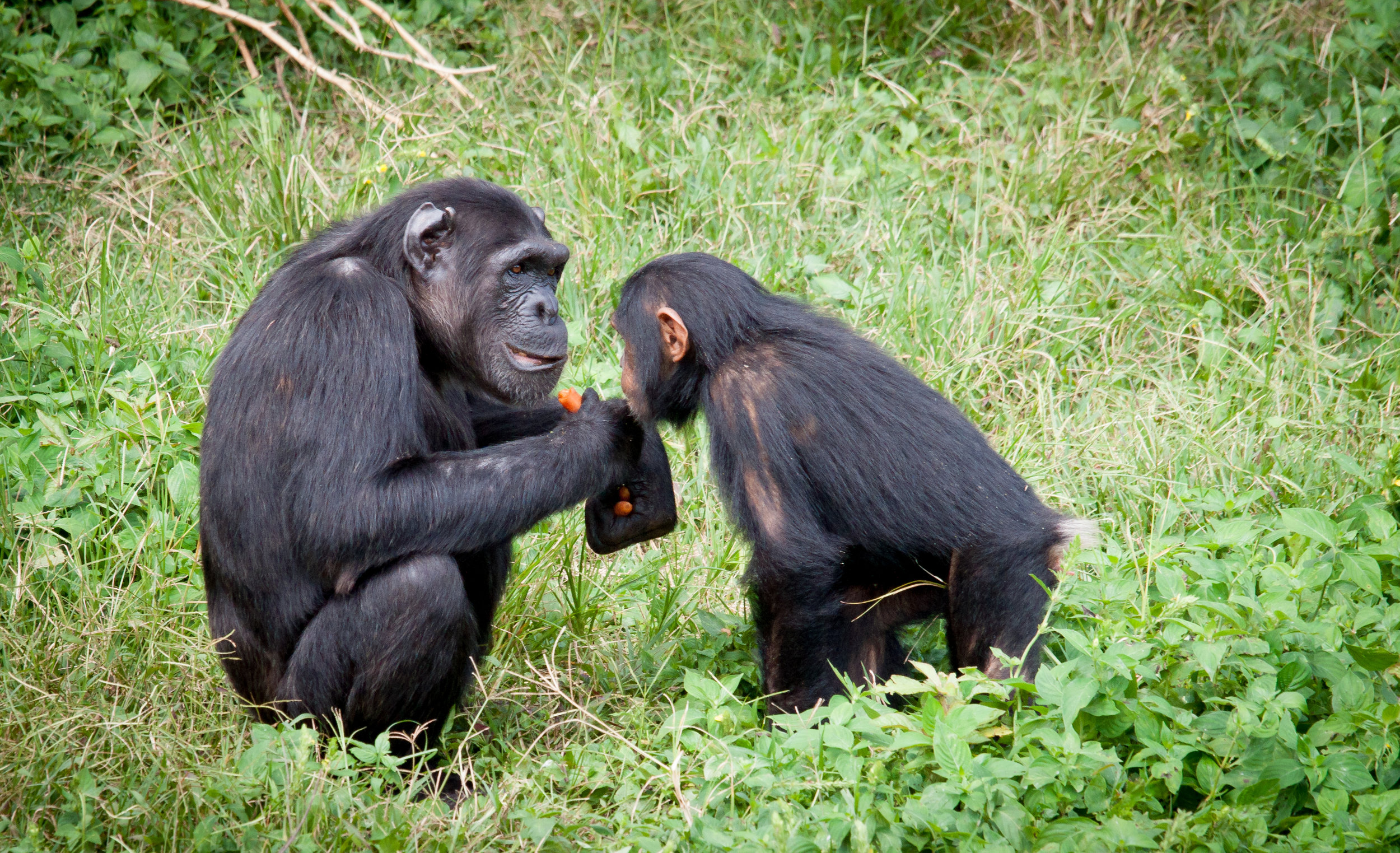 Cultural diversity in chimpanzees