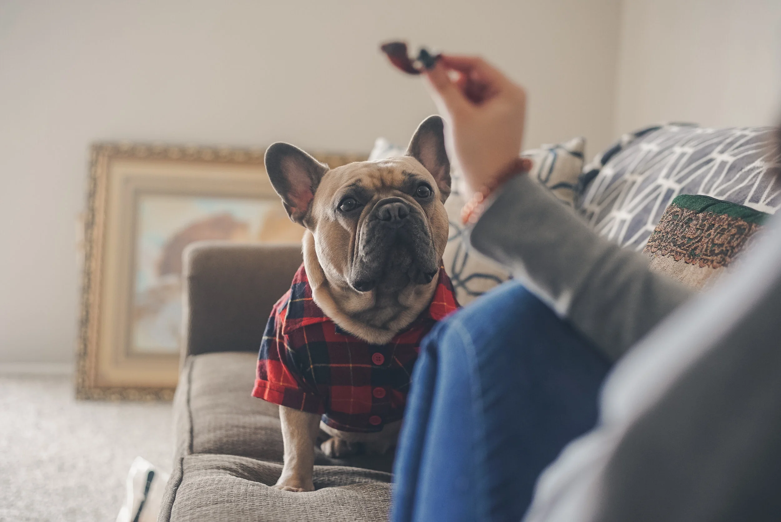 dog anxiety medicine