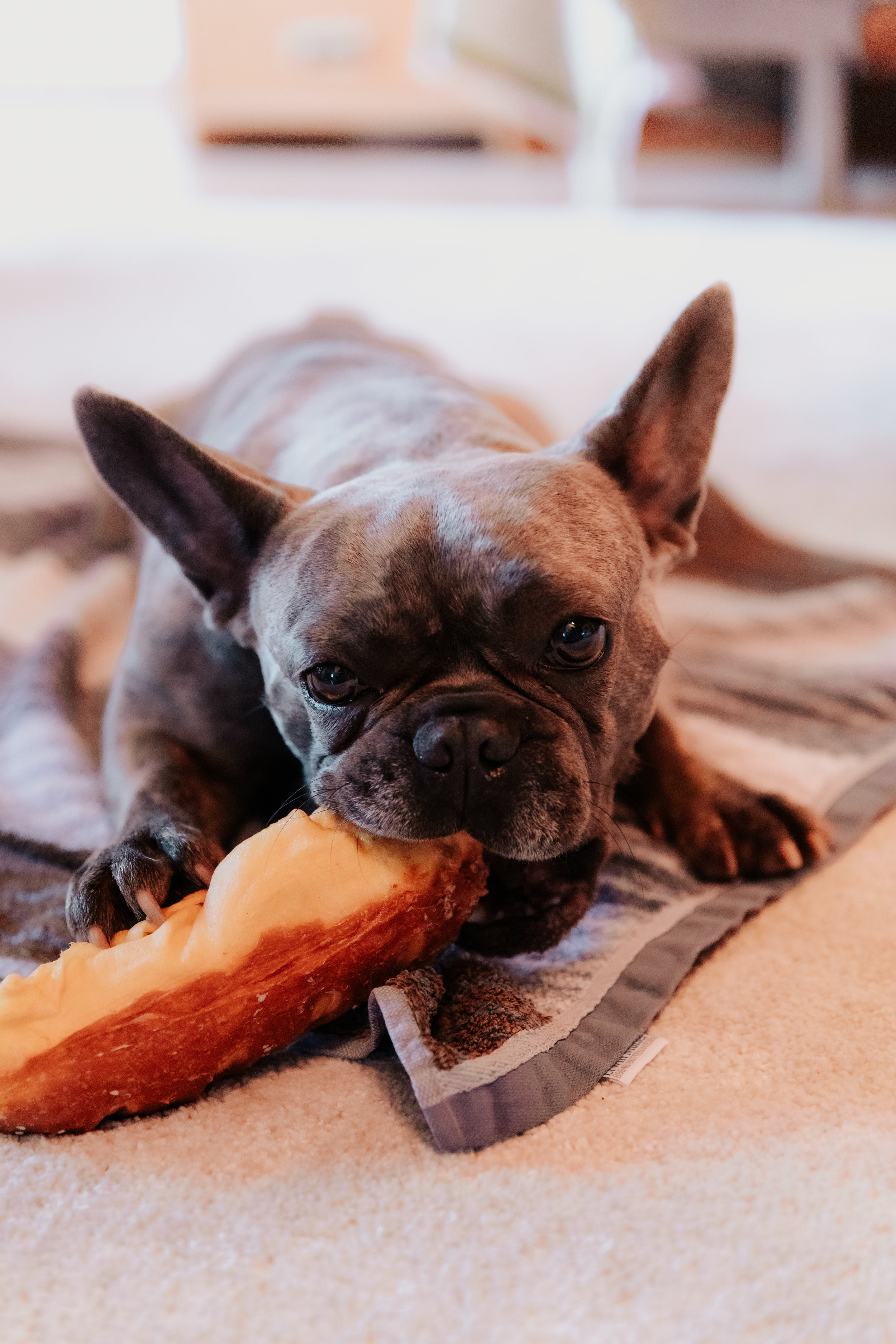 Dermatologic signs of food allergies in dogs and cats