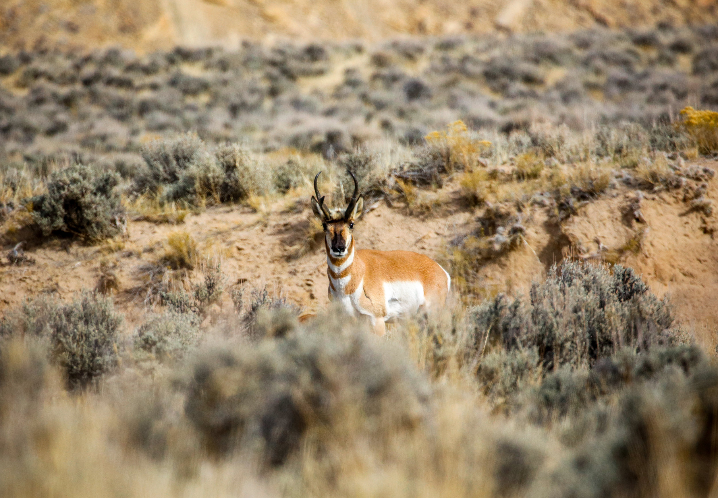 Researchers find pronghorn exhibit little genetic variation despite landscape obstacles