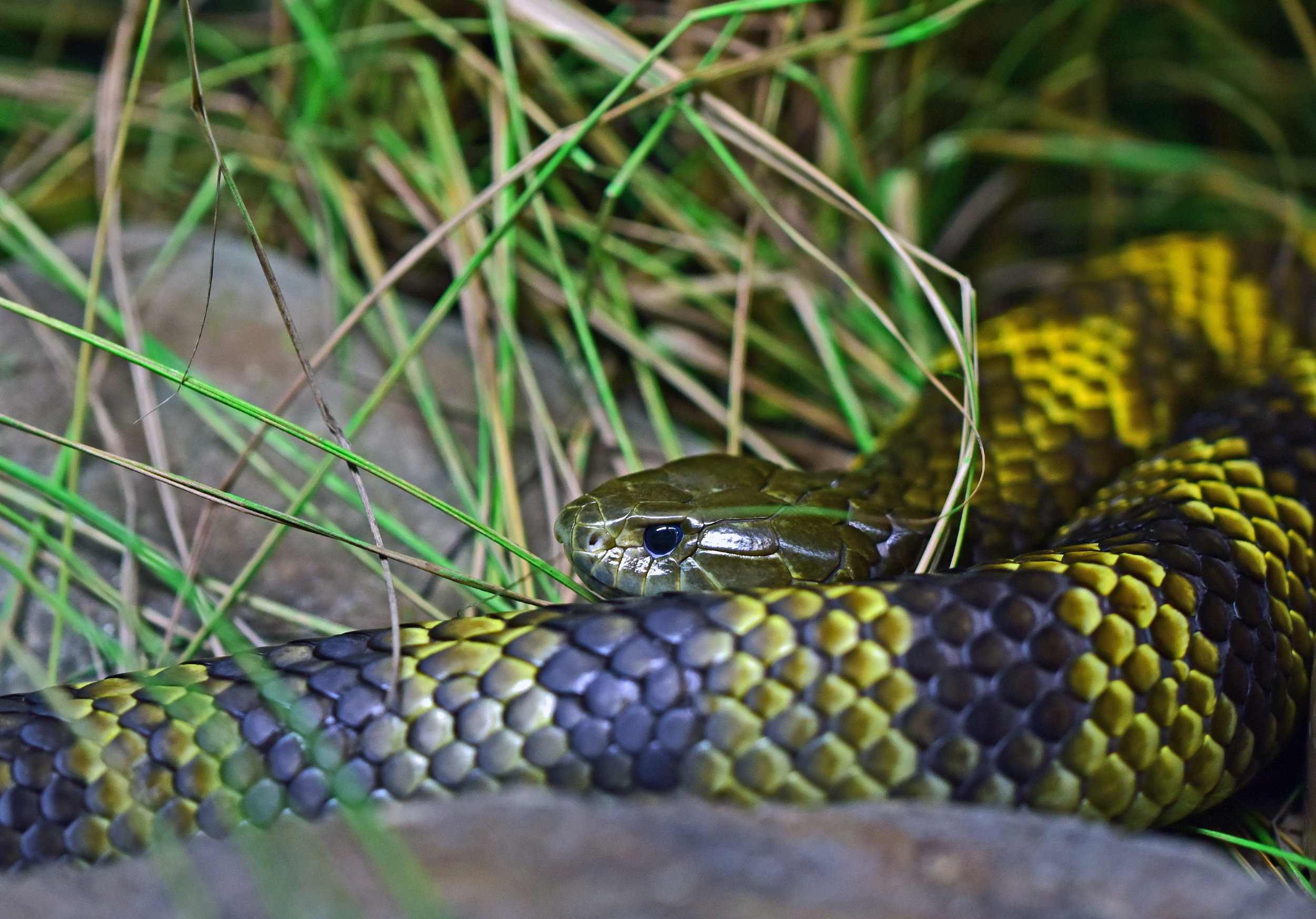 Tiger snakes tell more about local wetlands' pollution levels