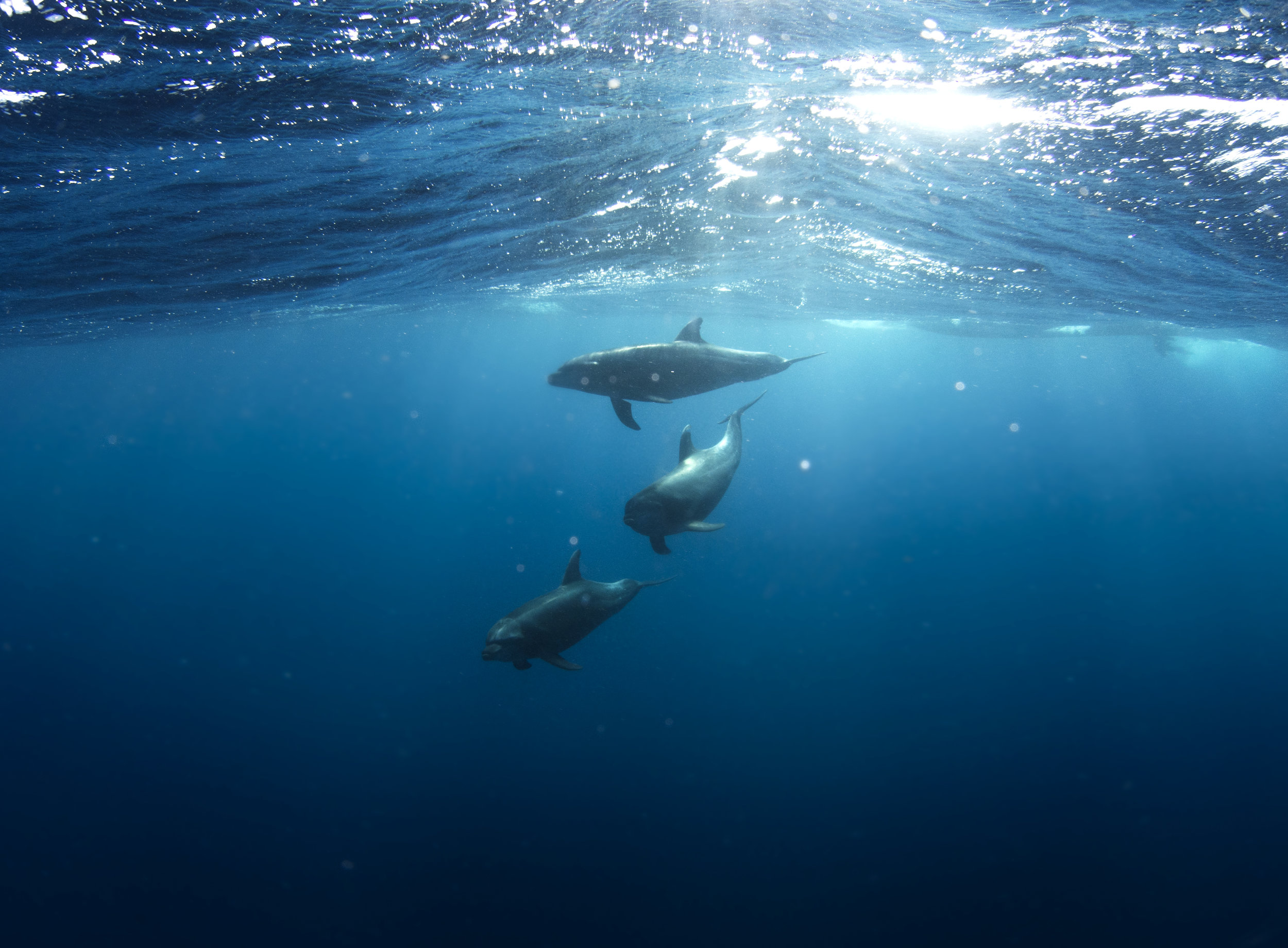 Satellite data uncovers dolphins on the move at nighttime