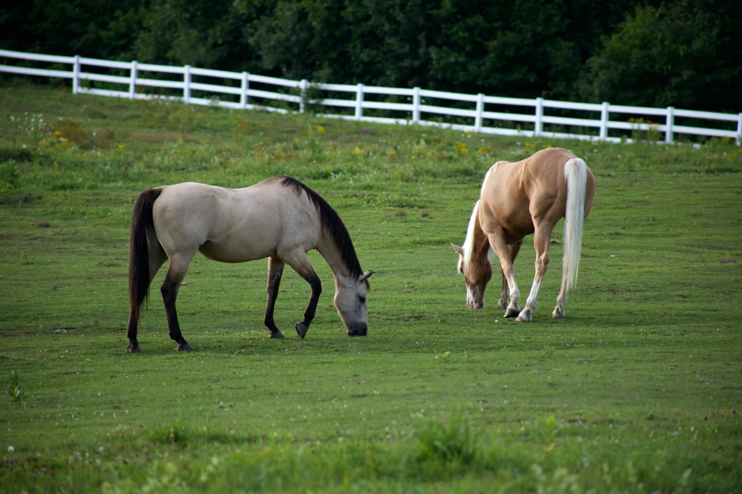 FDA Revises Population estimated for cats and horses   down