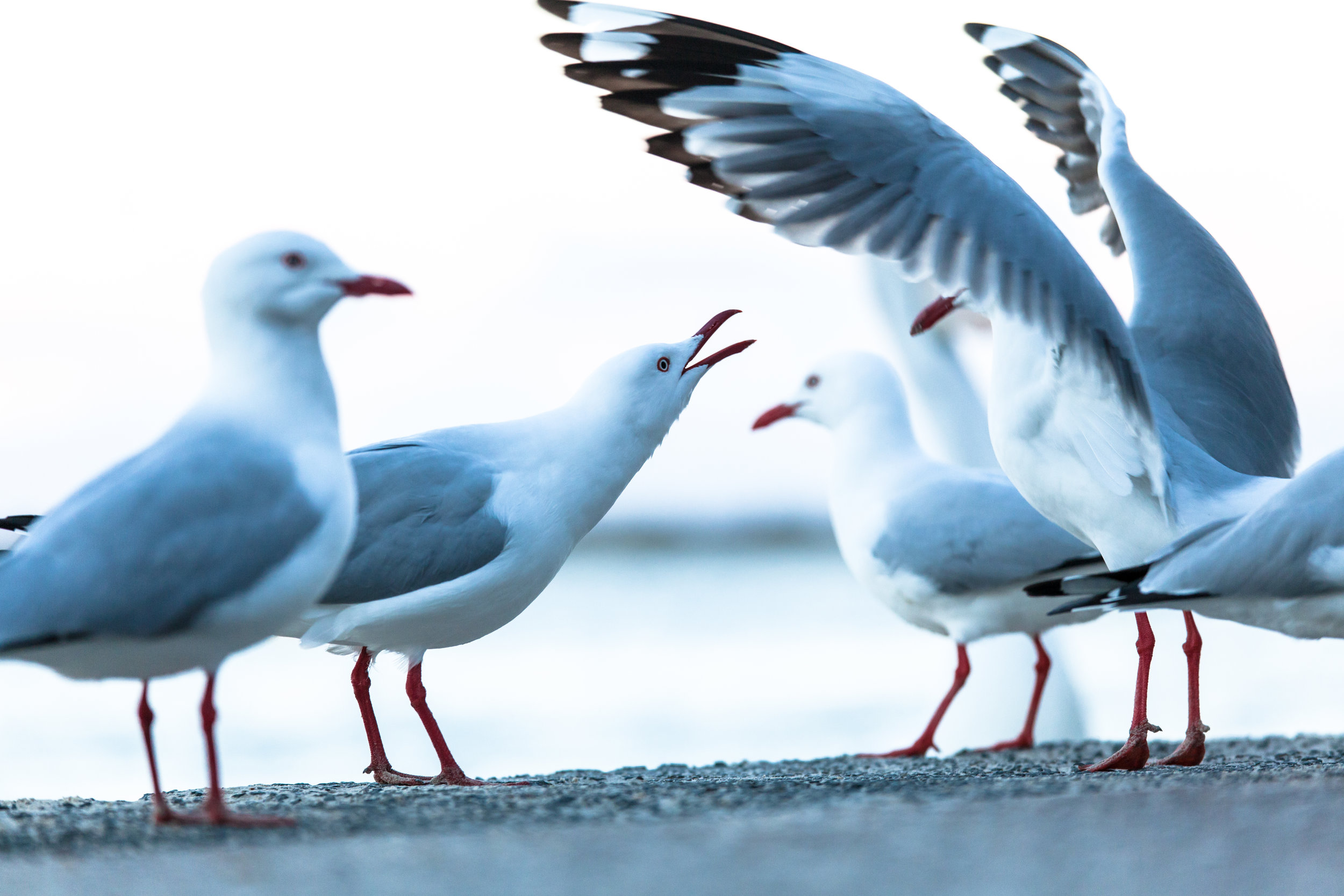 Study on shorebirds suggests that when conserving species, not all land is equal