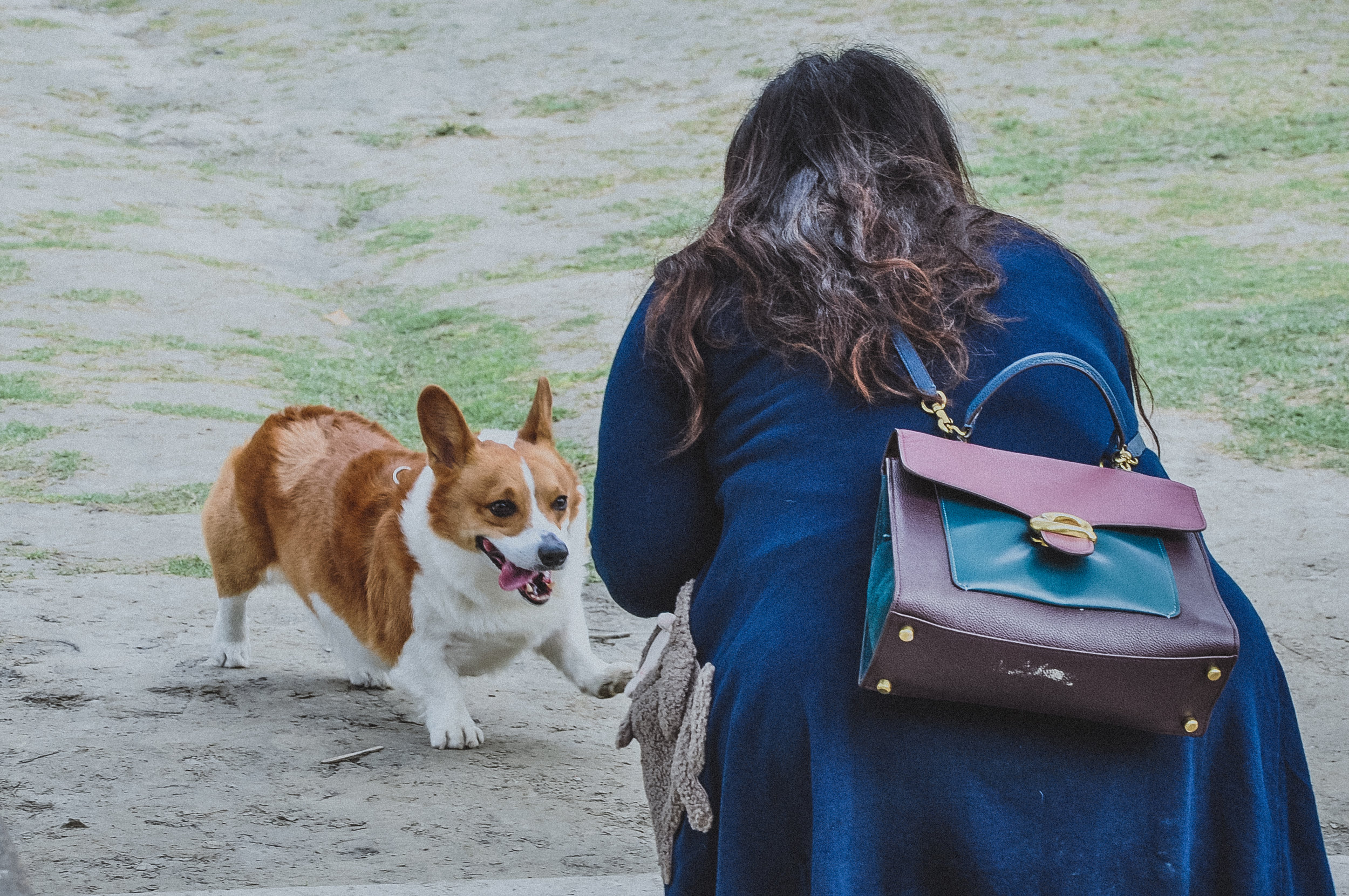 The case of the lumpy corgi