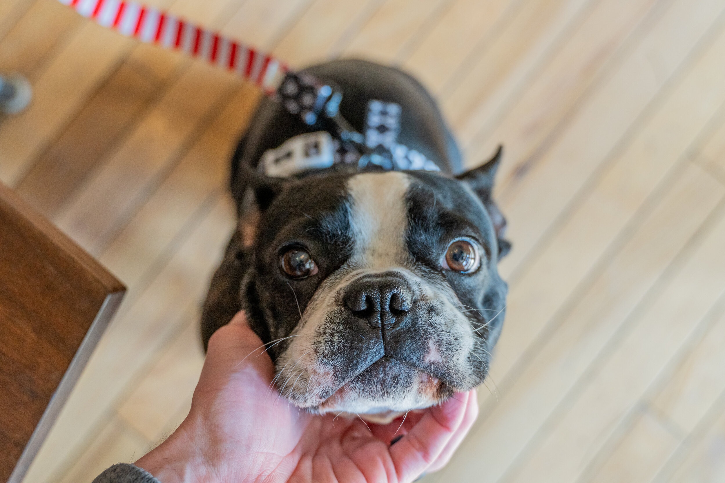 The case of the painful Boston terrier