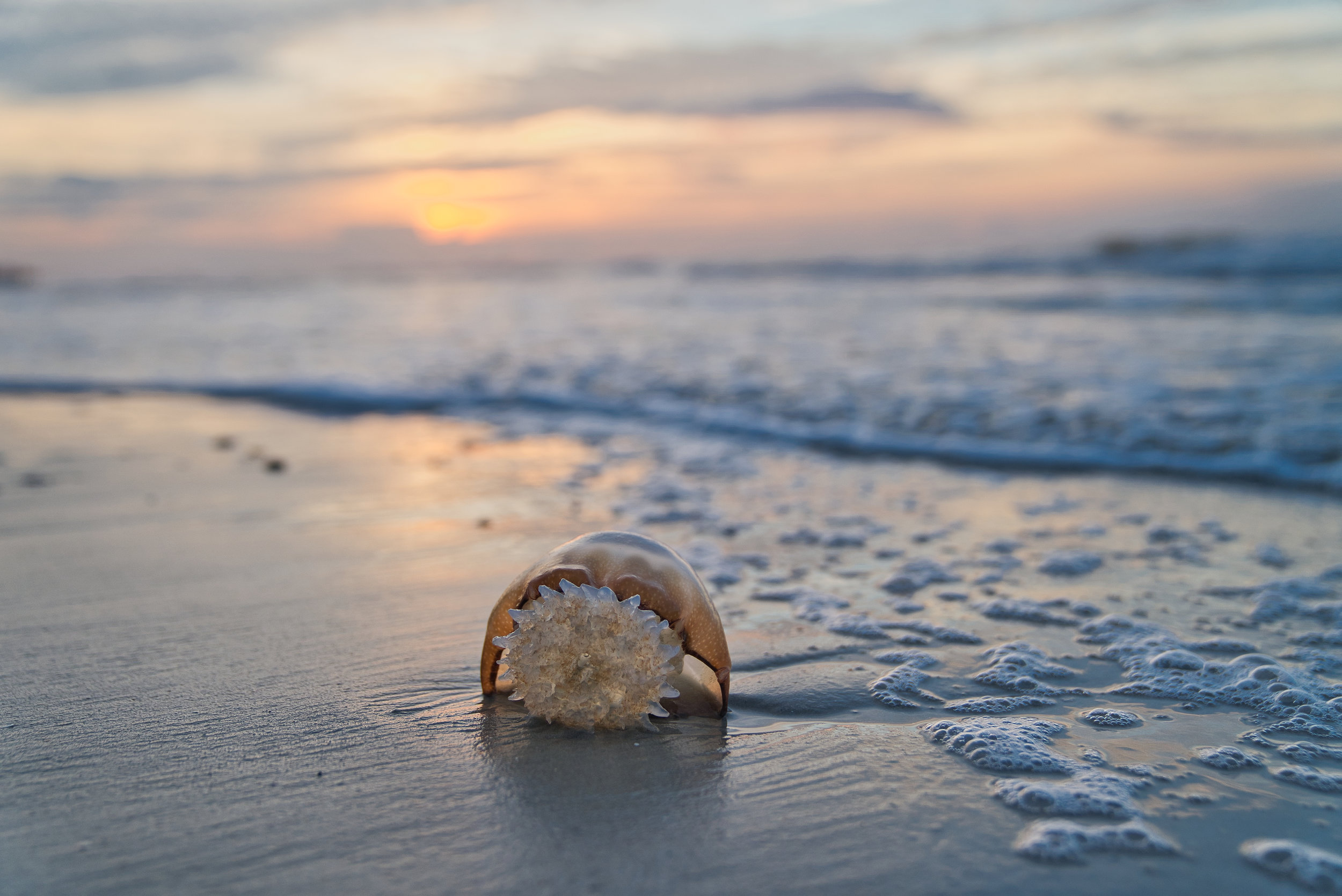What makes a giant jellyfish's sting deadly