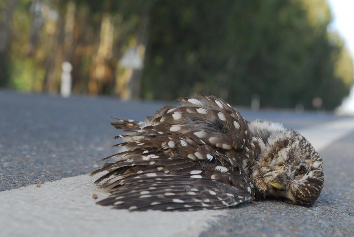 Roadkill study identifies animals most at risk in Europe