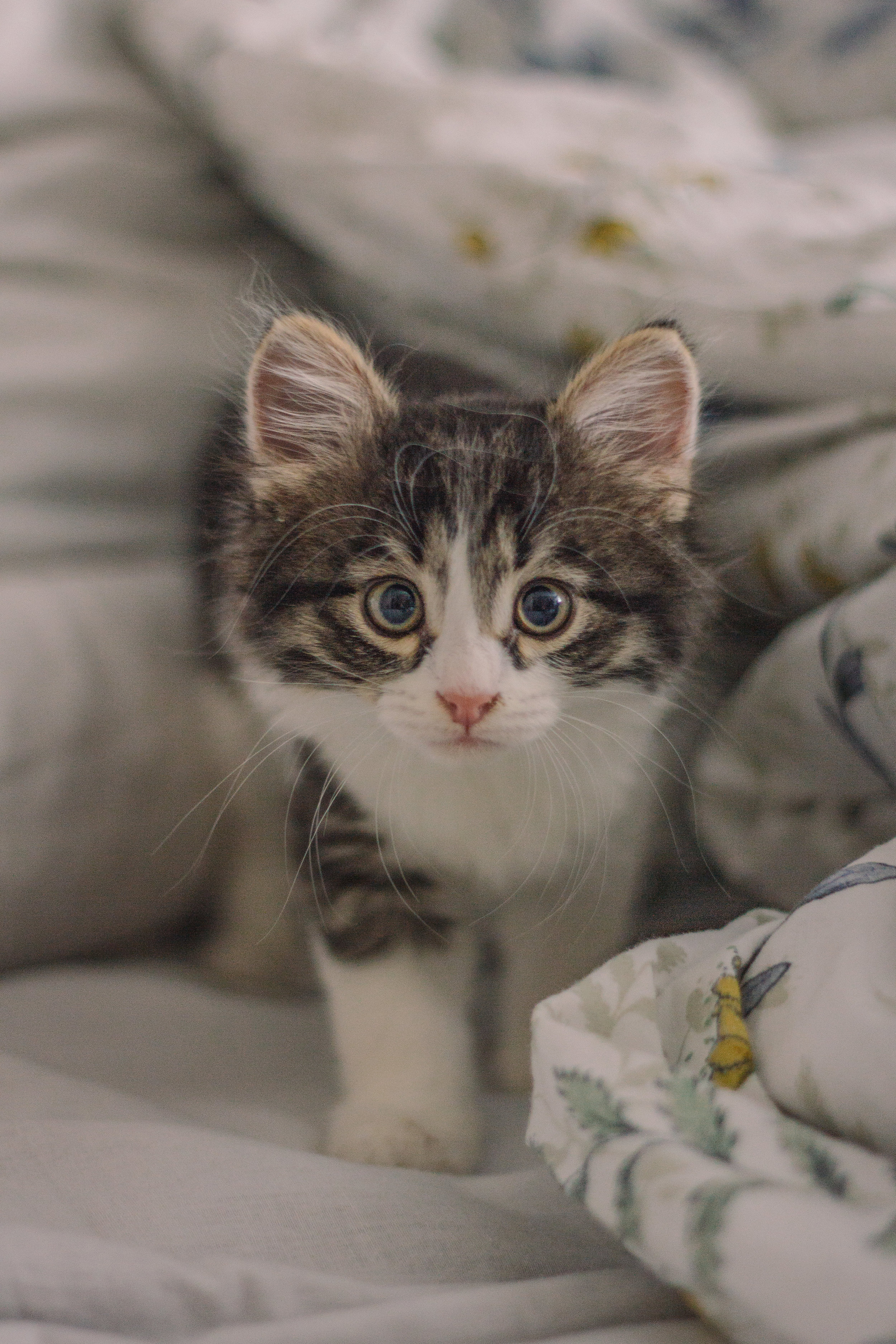The curious case of the immobile kitty