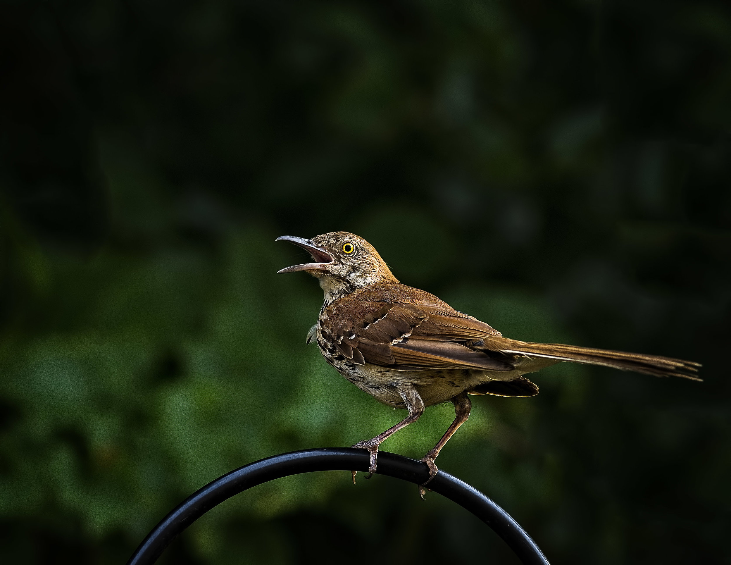 Wildfires cause bird songs to change