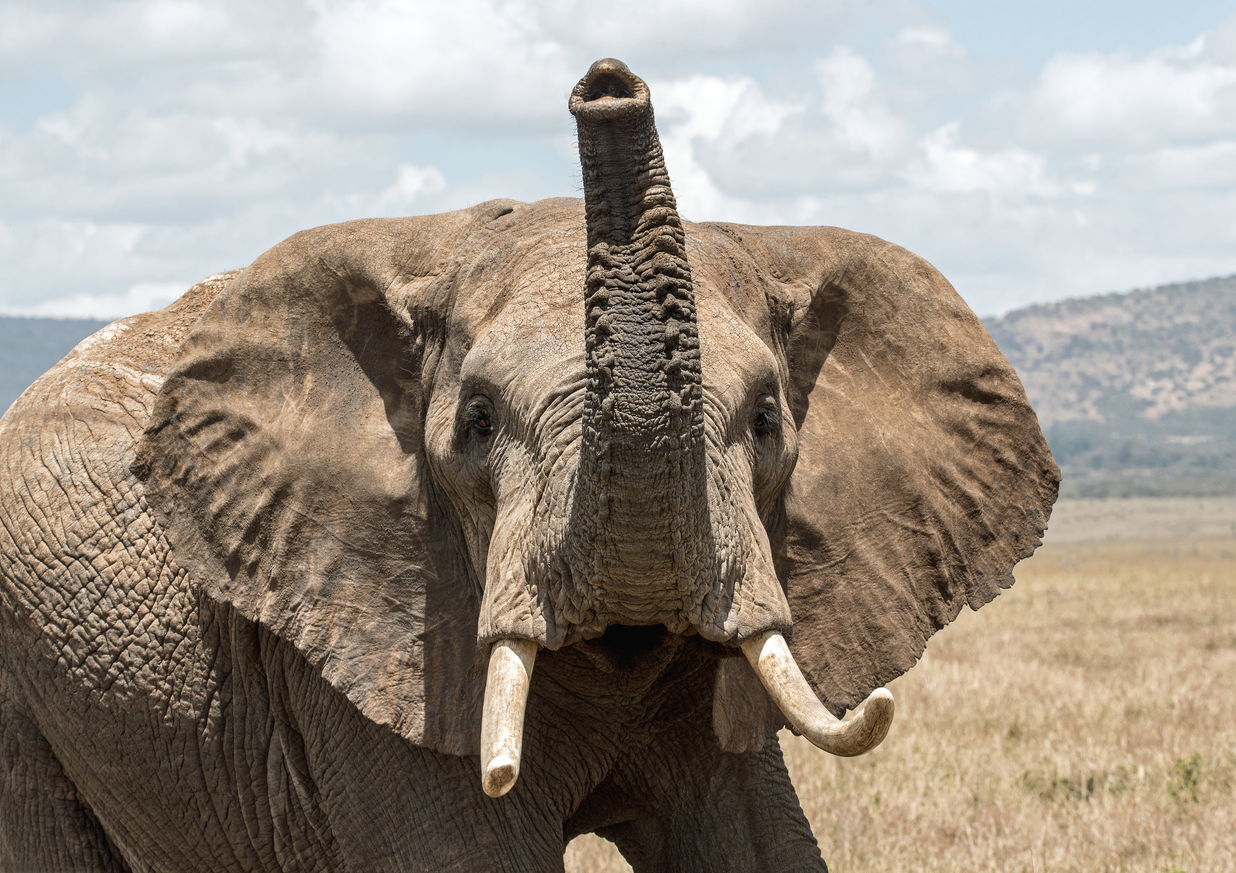 Contagious yawning in African elephants