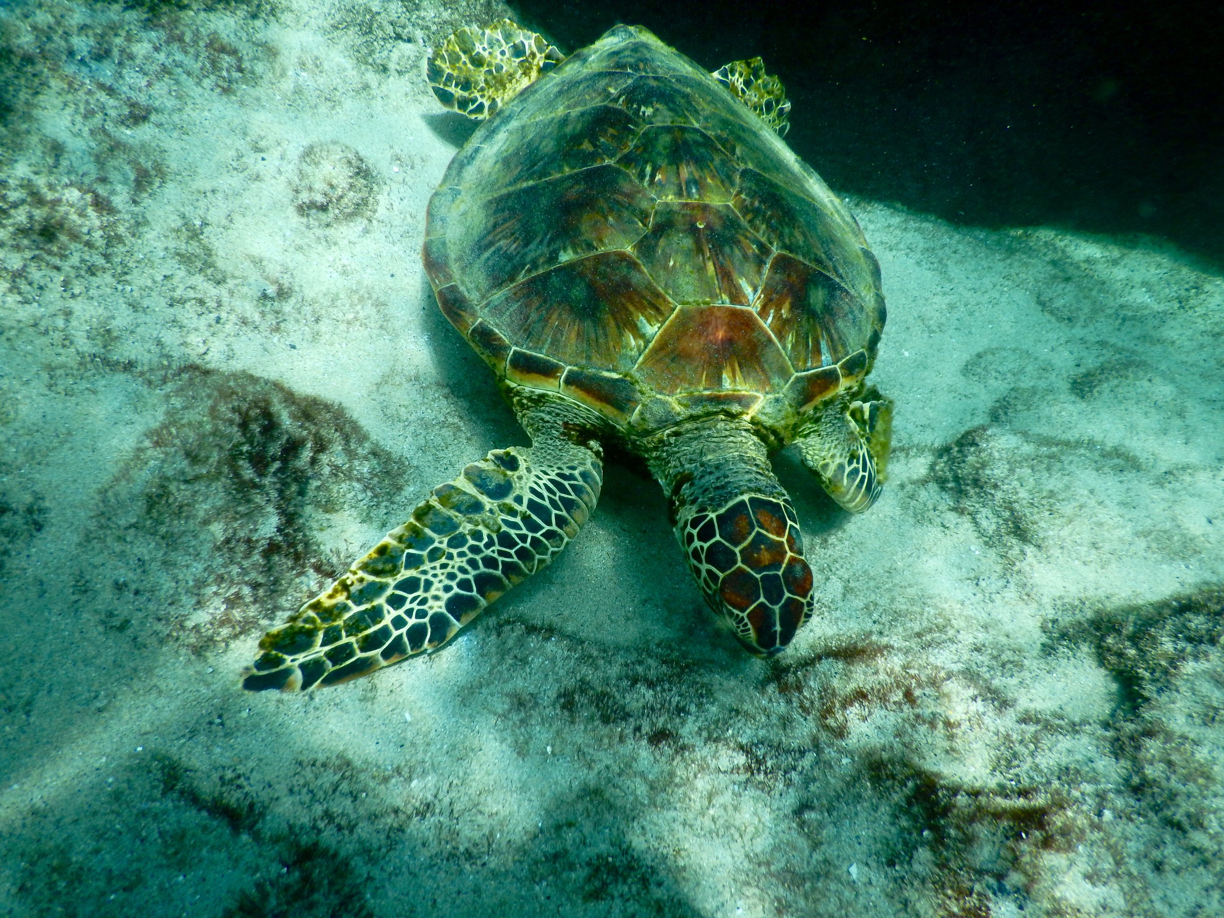 World's most complete health analysis of nesting sea turtles conducted in Florida