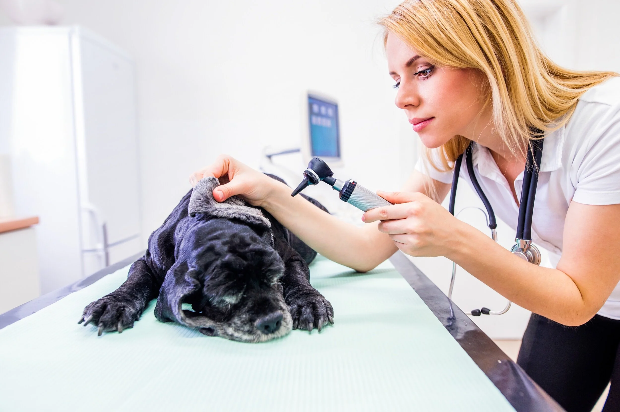 New Rule Published Governing Practice Of Veterinary Medicine In New Jersey