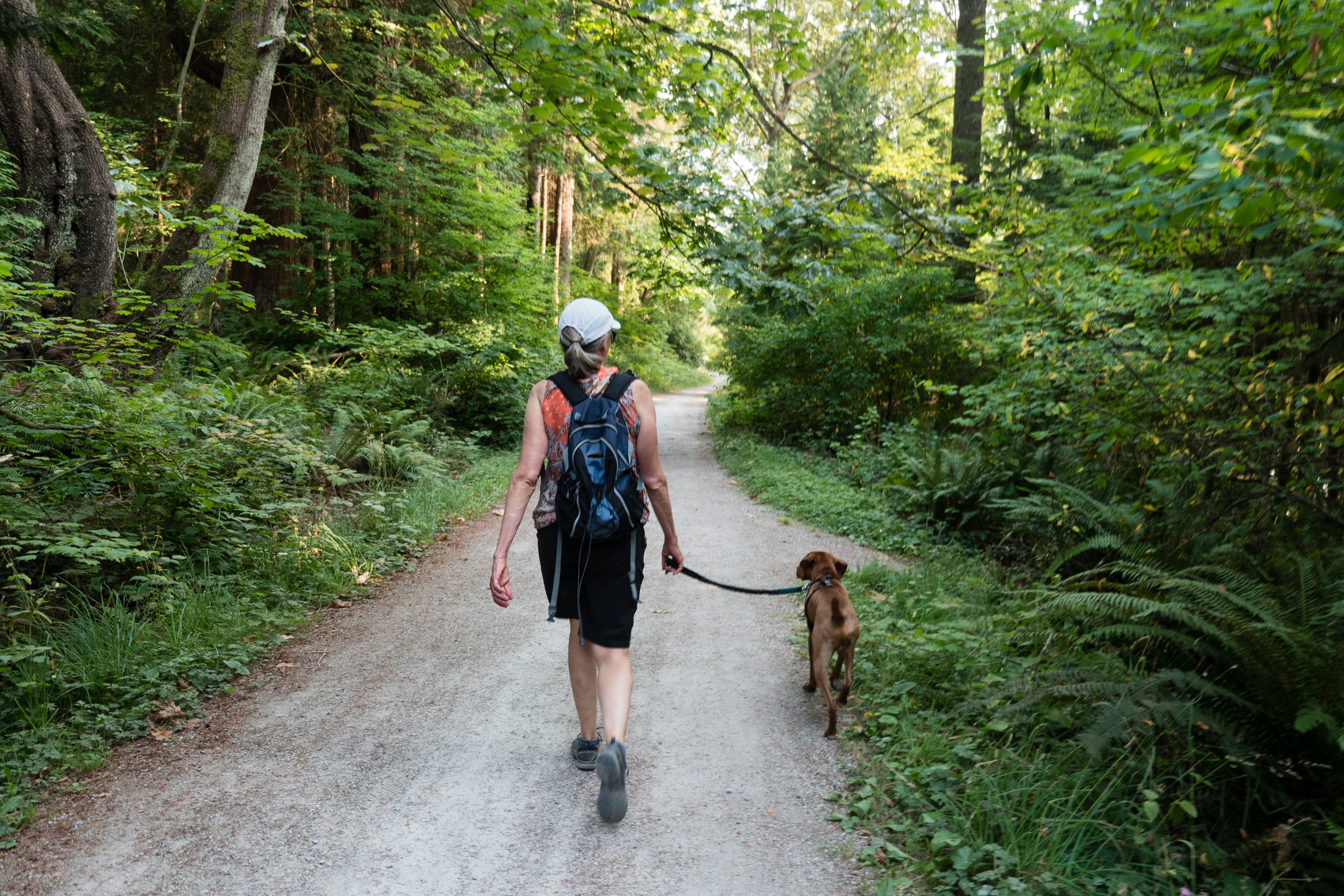 Gait changes observed with progressive canine osteoarthritis
